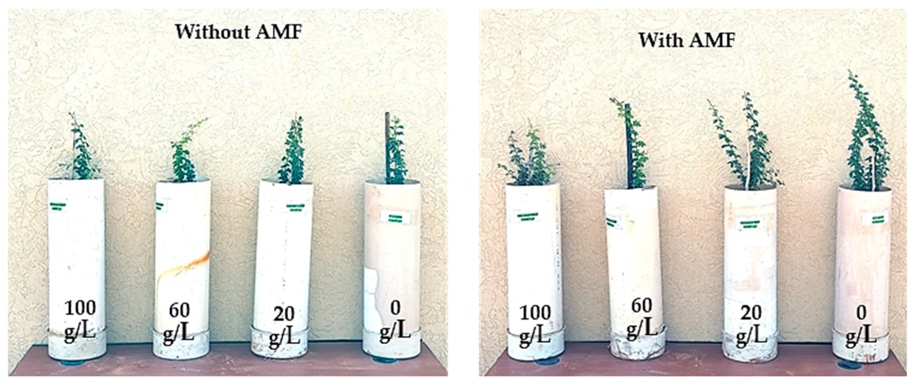 Forests 15 01447 g005