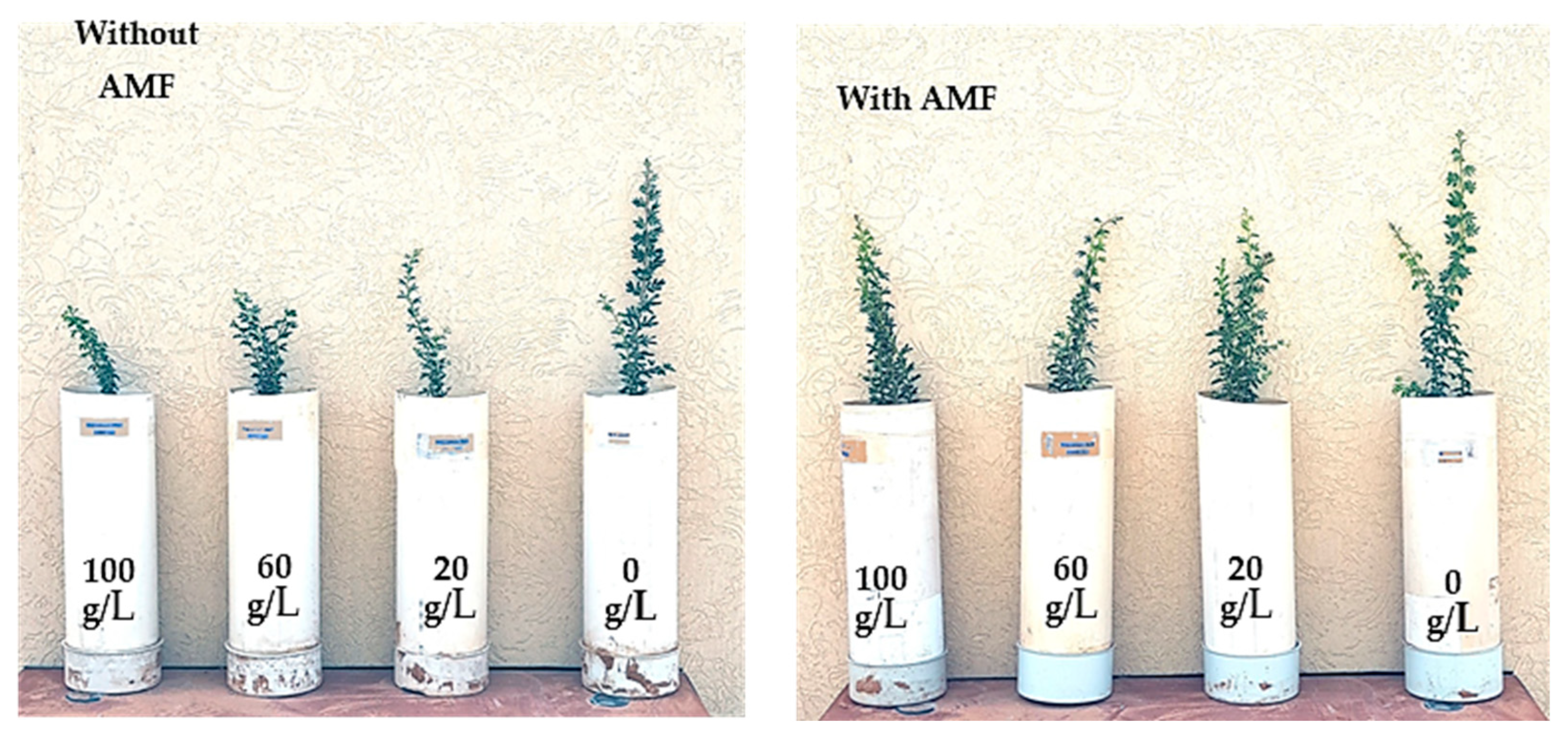 Forests 15 01447 g006