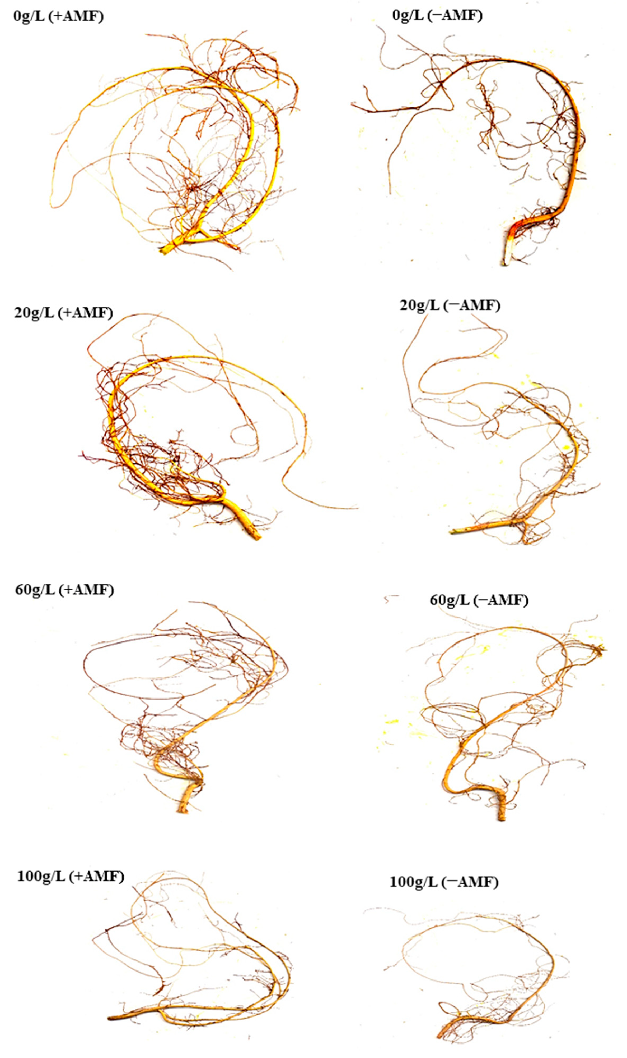 Forests 15 01447 g008
