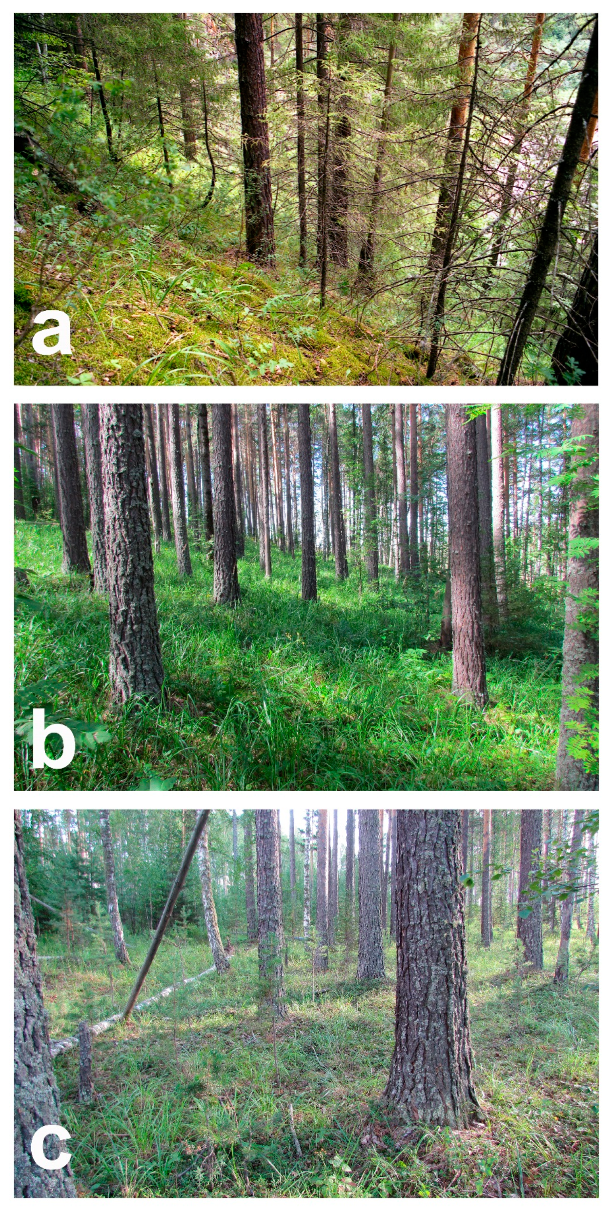 Forests 15 01461 g004 Forests 15 01461 g004