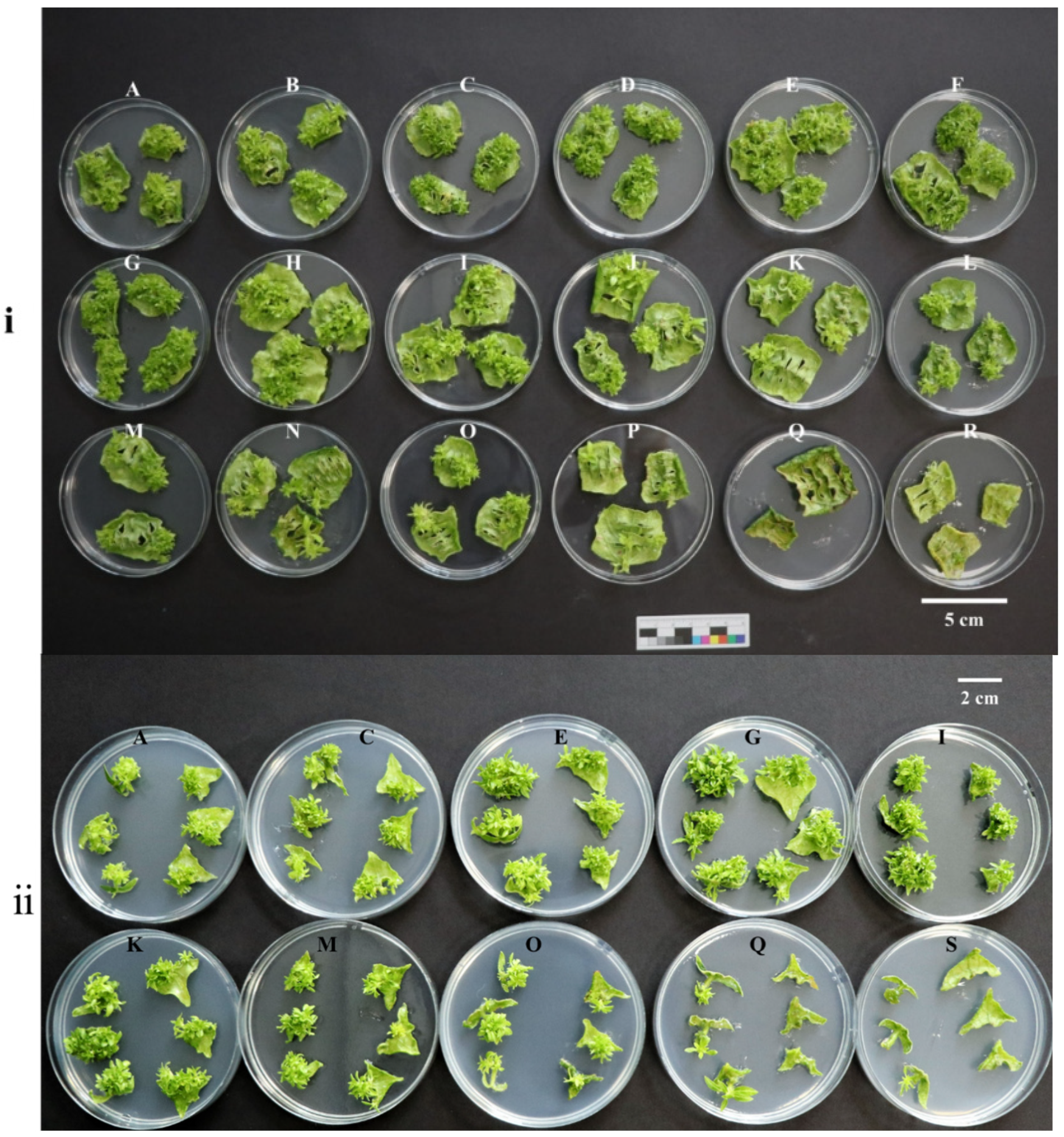 Forests 15 01474 g005