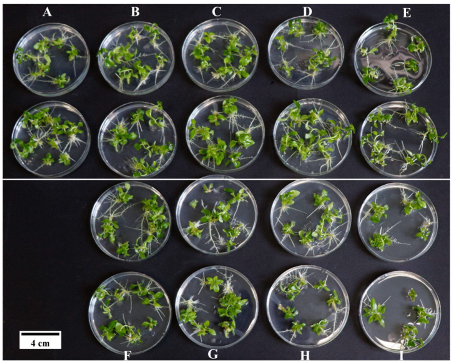 Forests 15 01474 g006