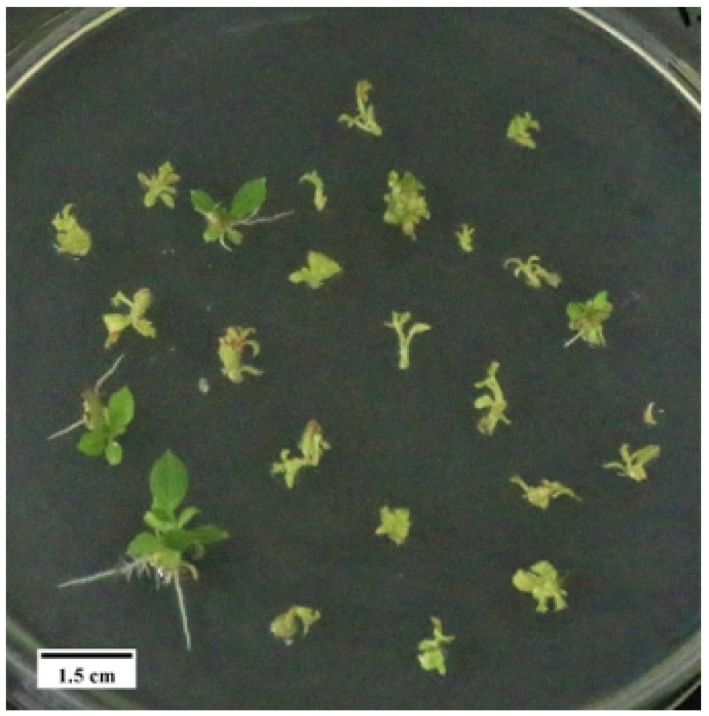 Forests 15 01474 g011