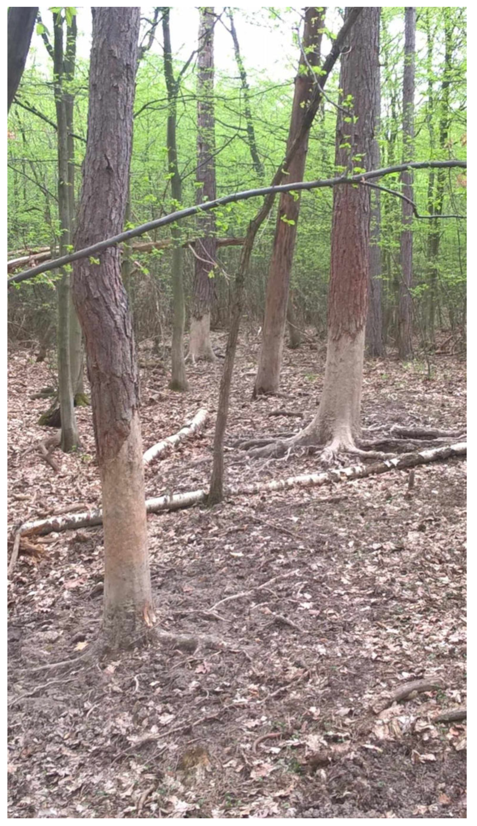 Forests 15 01499 g0a3 Forests 15 01499 g0a3