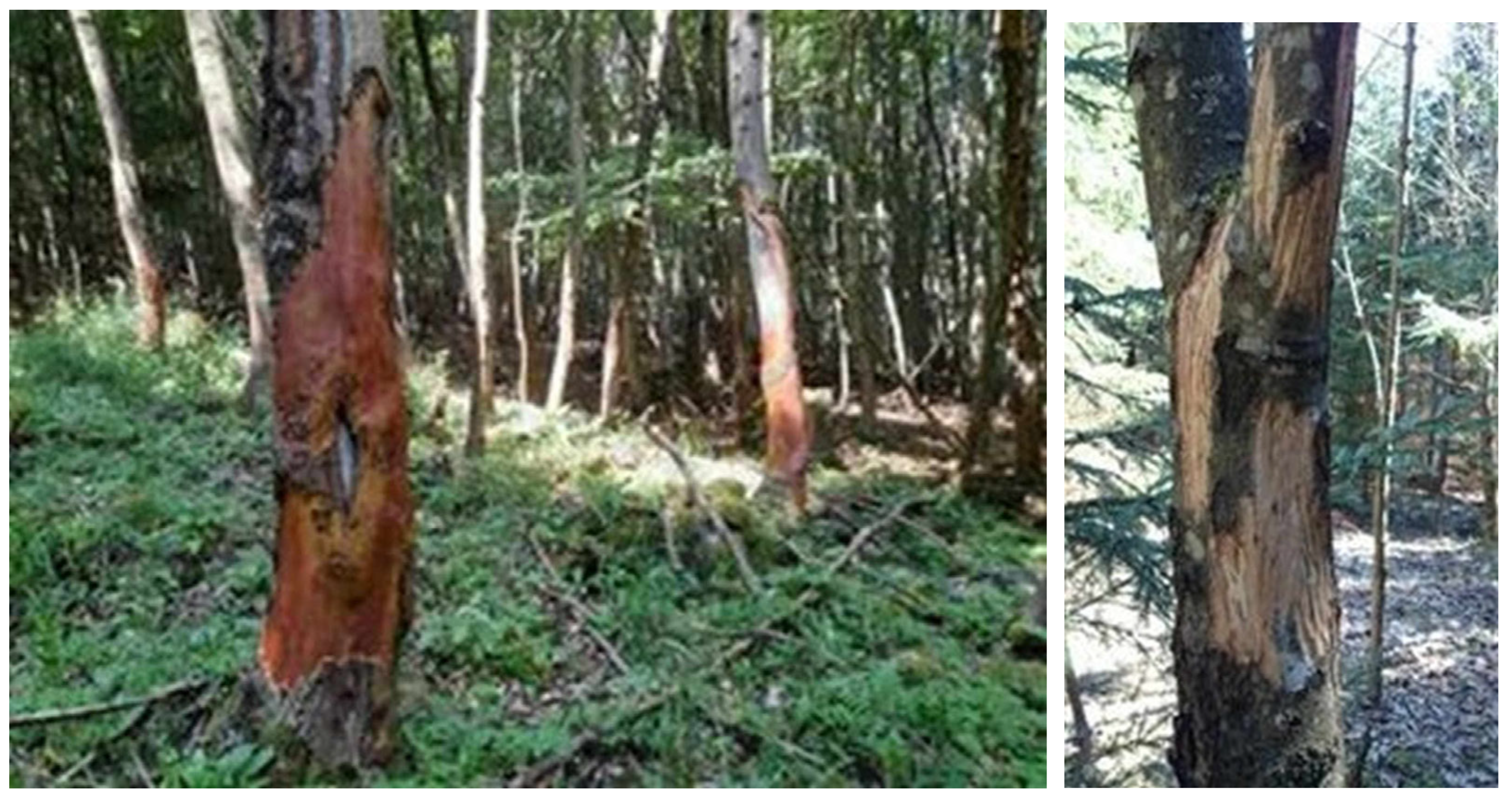 Forests 15 01499 g0a5 Forests 15 01499 g0a5