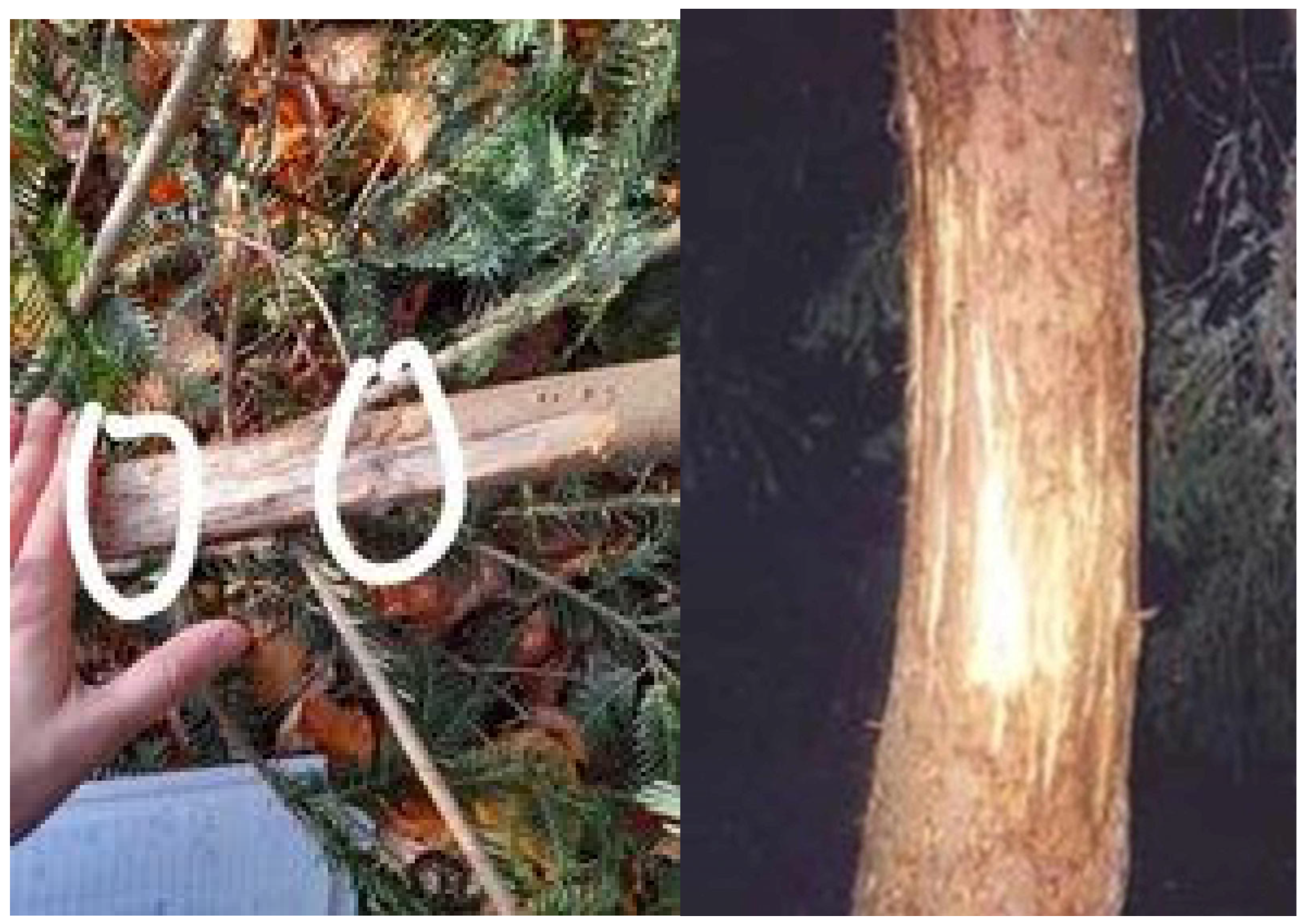 Forests 15 01499 g0a6 Forests 15 01499 g0a6