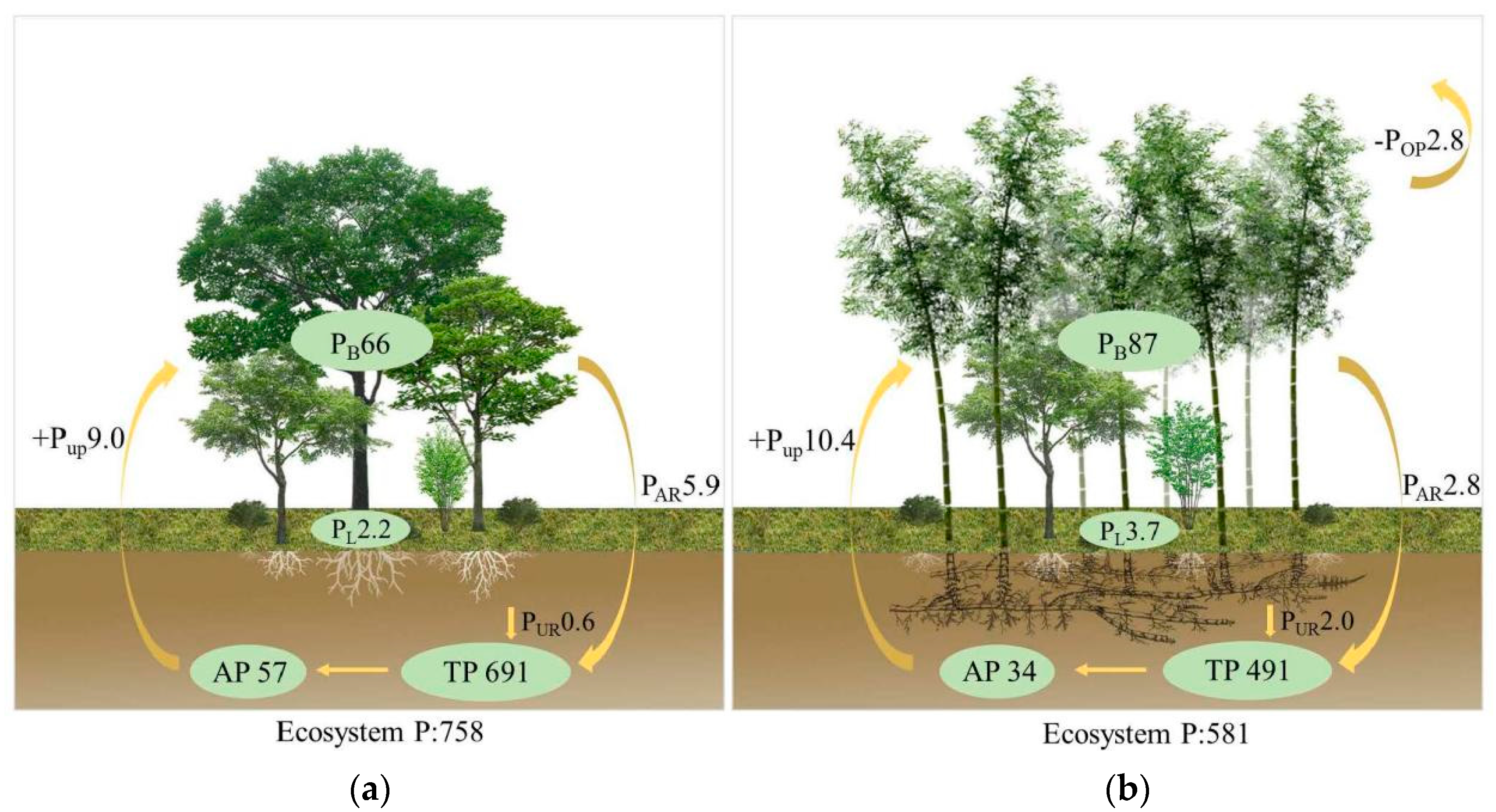 Forests 15 01518 g003