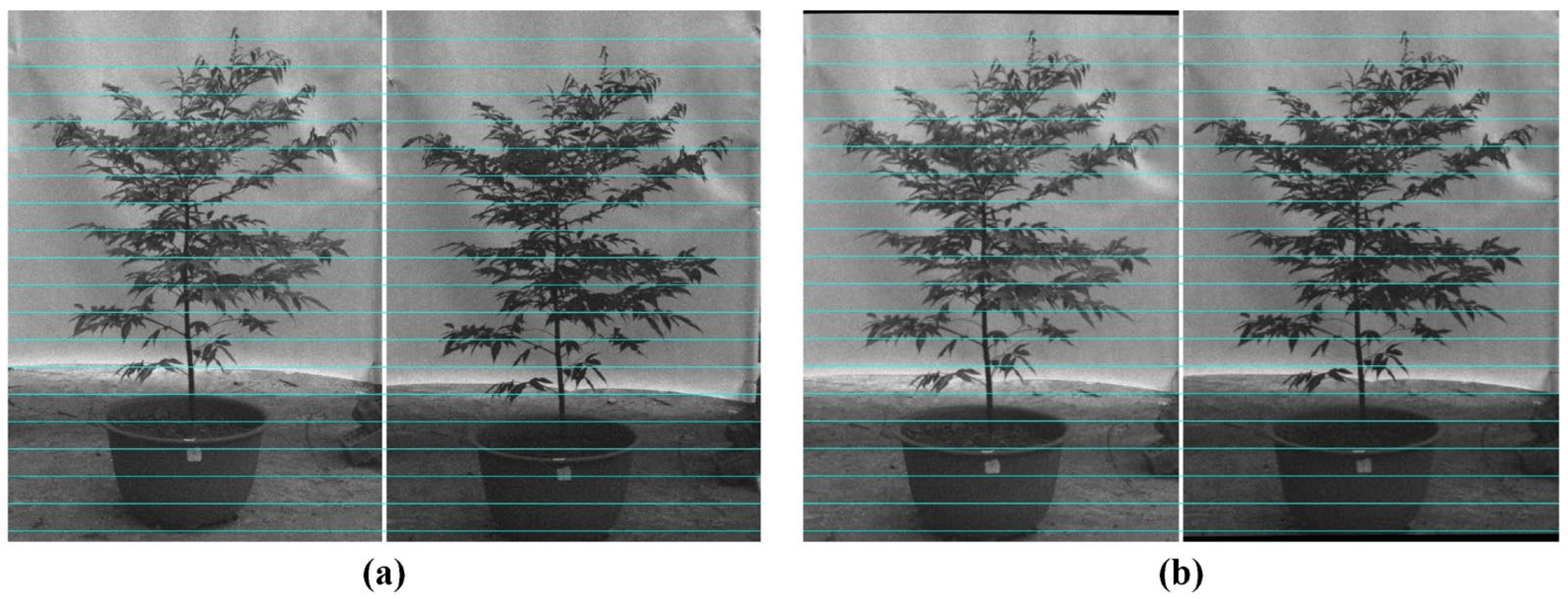 Forests 15 01558 g008 Forests 15 01558 g008