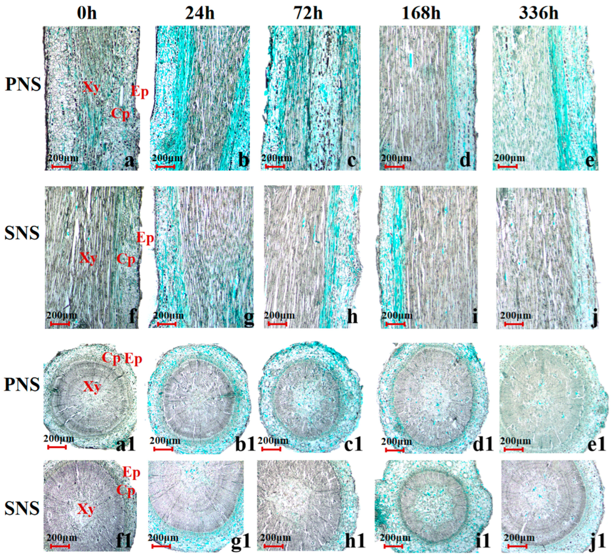 Forests 15 01560 g003
