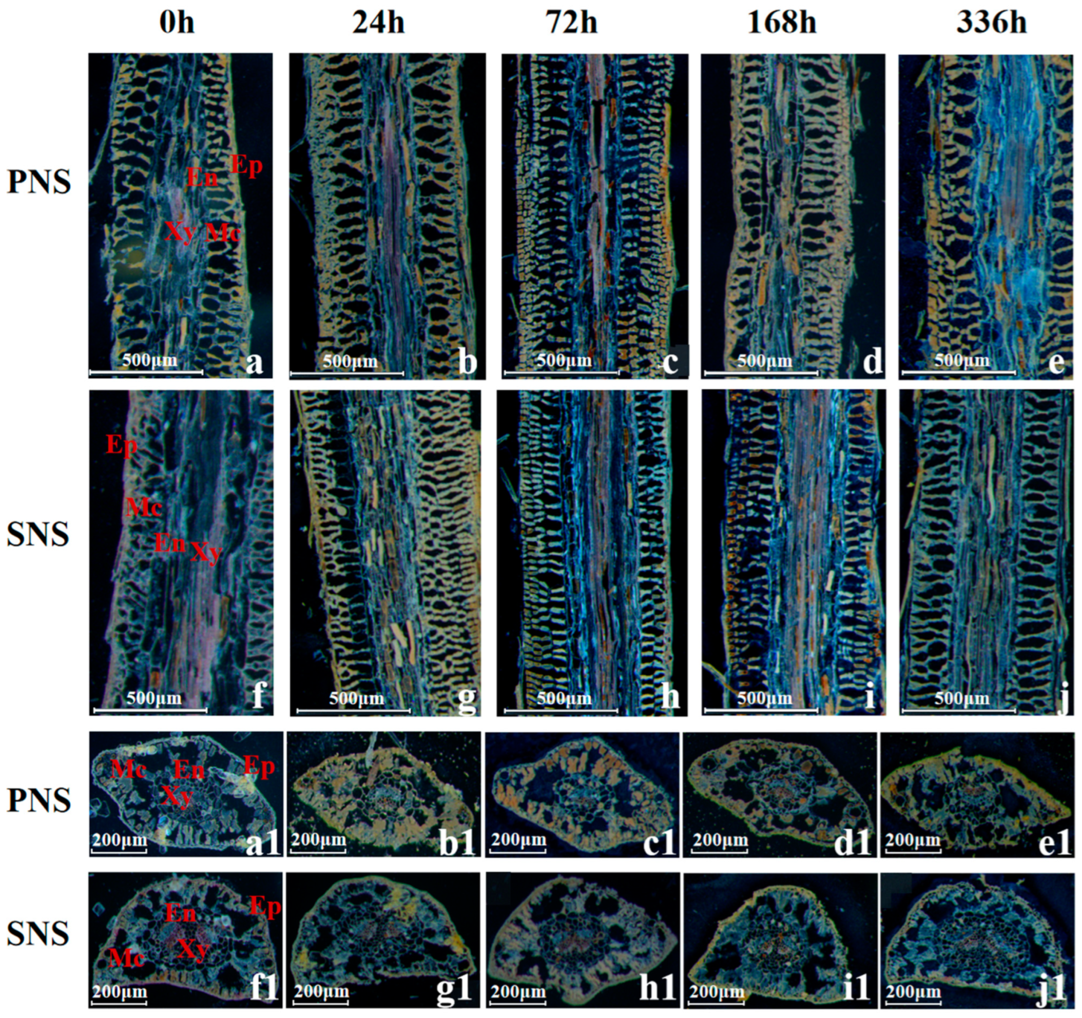 Forests 15 01560 g005