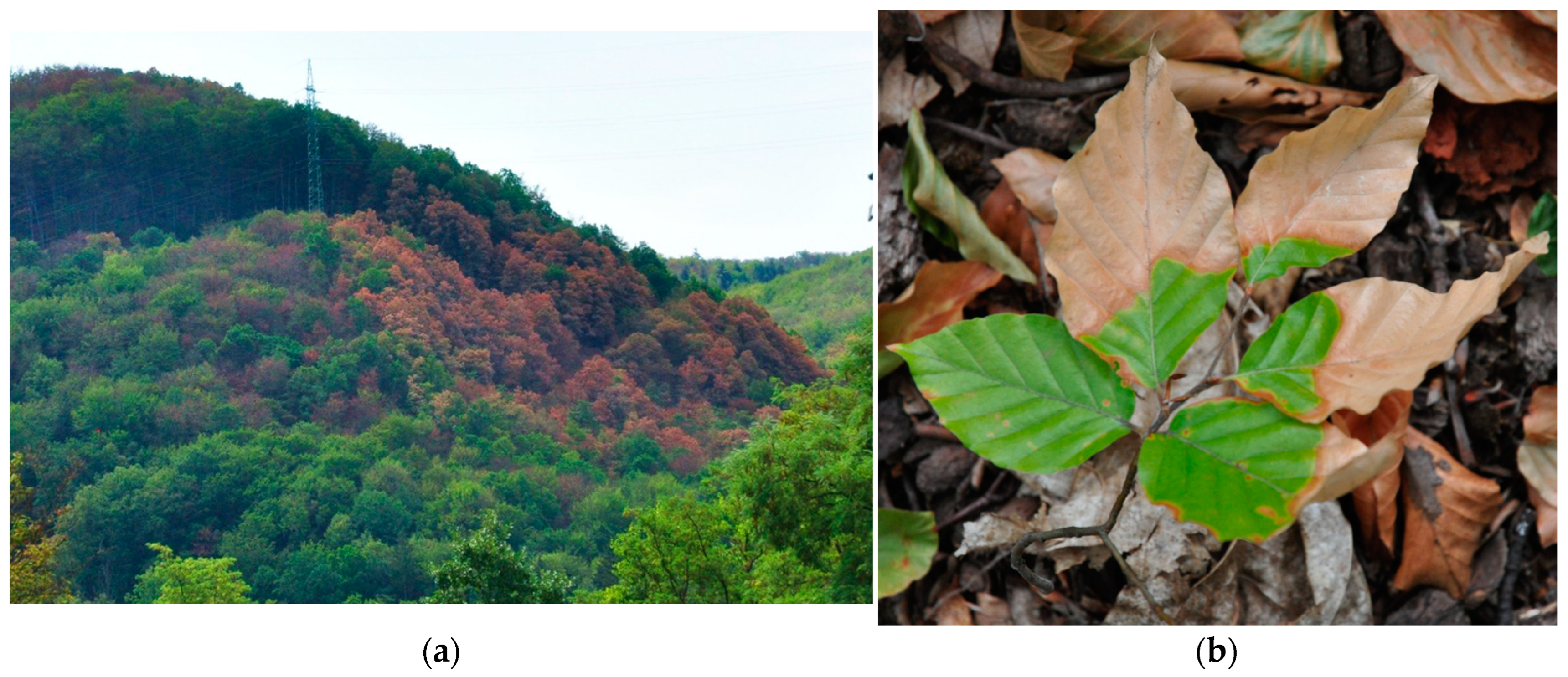 Forests 15 01567 g002