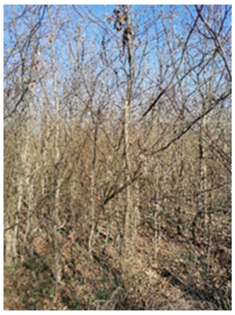 Forests 15 01574 g0a3