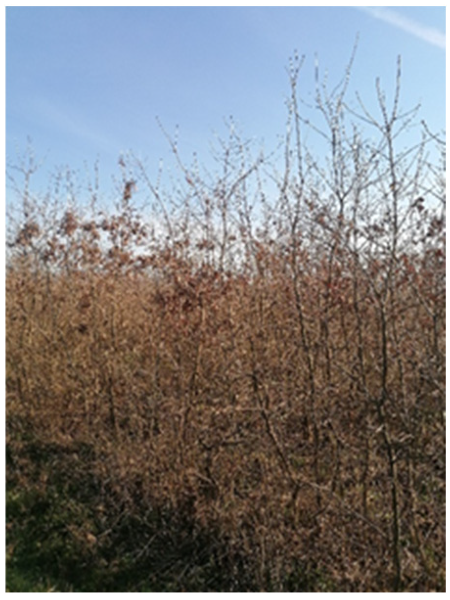 Forests 15 01574 g0a5