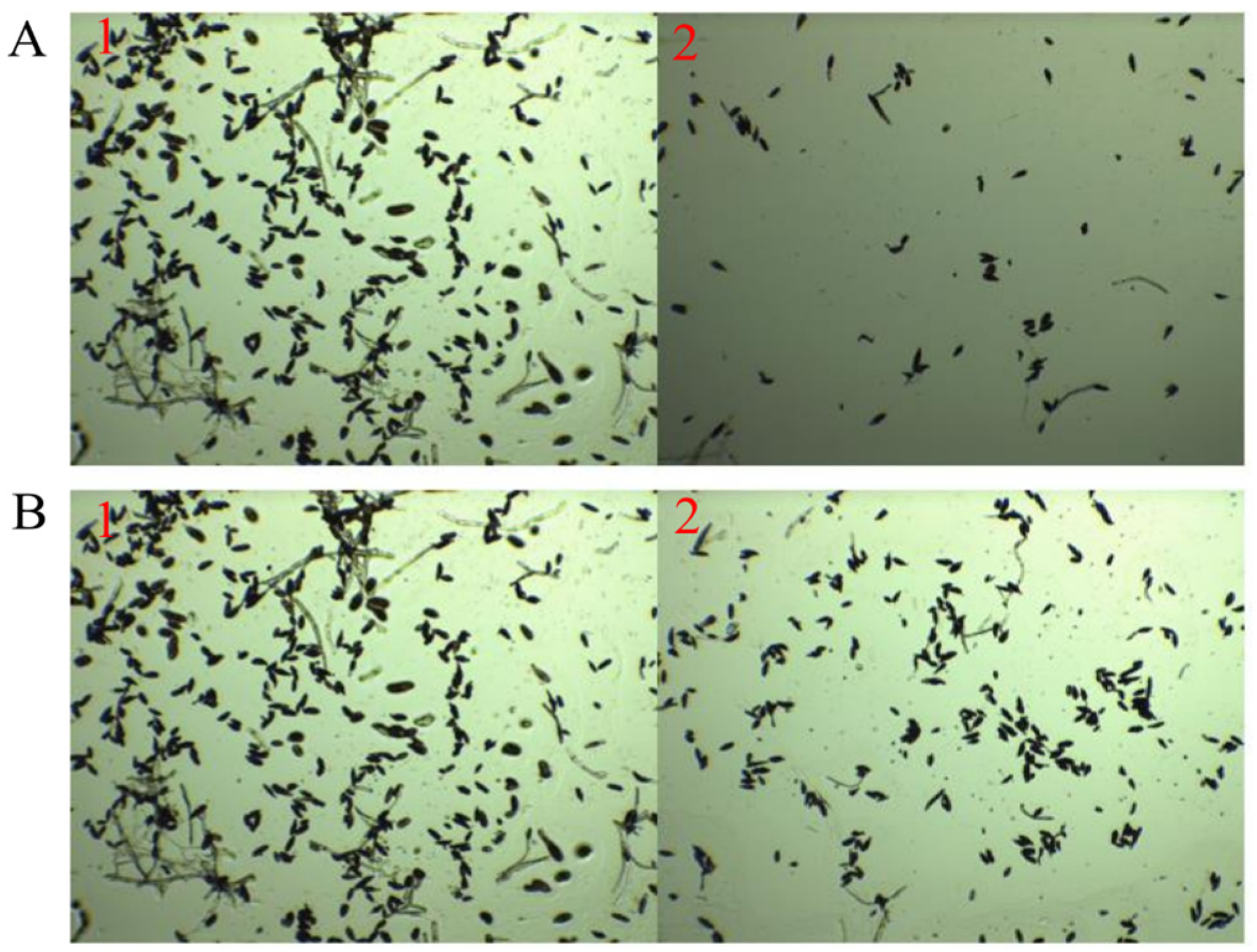 Forests 15 01605 g009