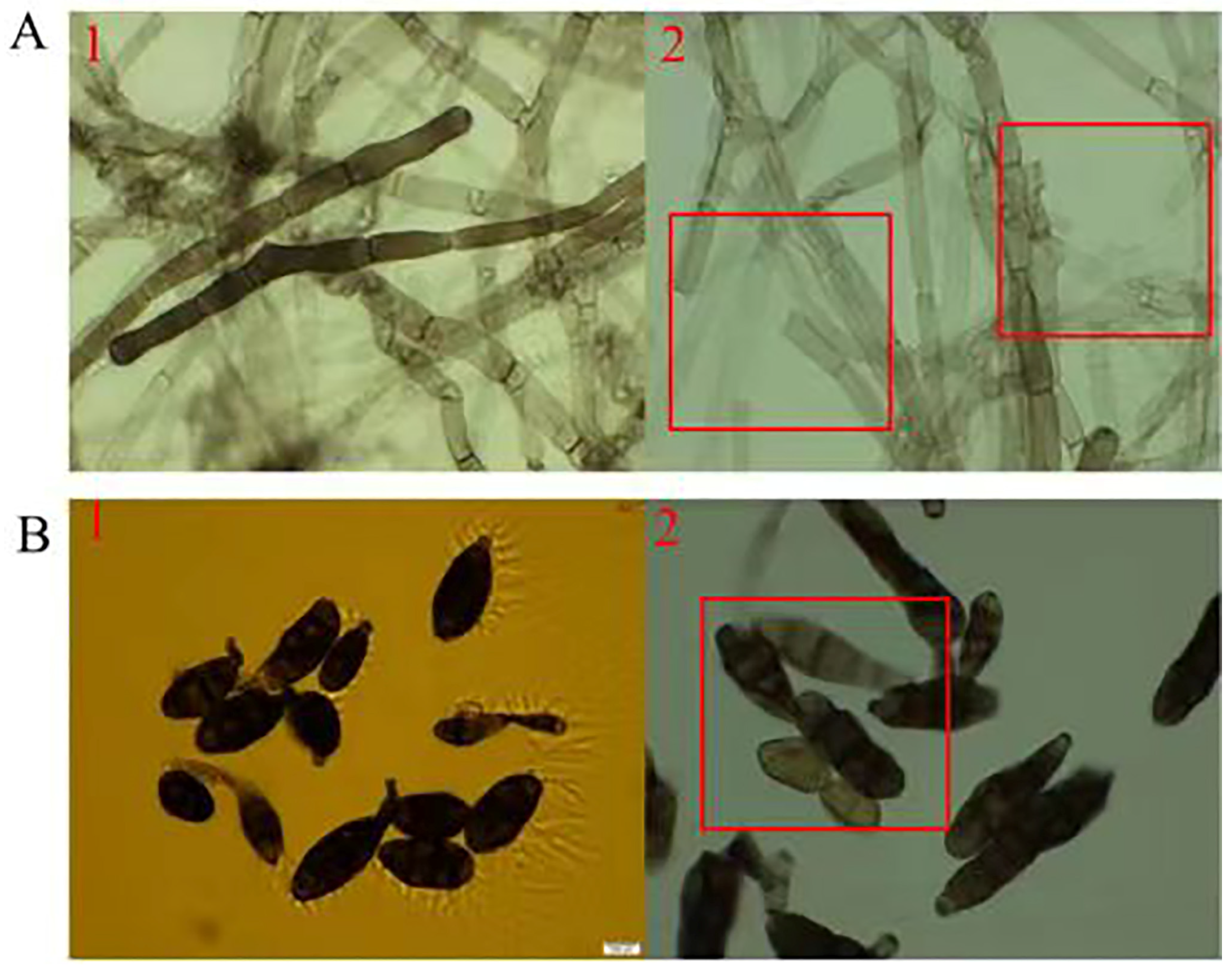 Forests 15 01605 g010