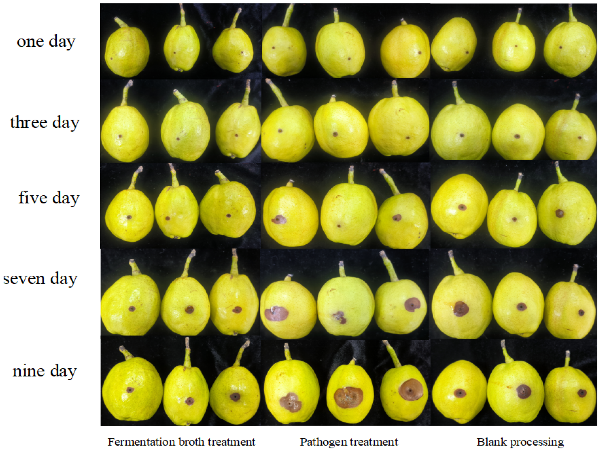 Forests 15 01605 g011