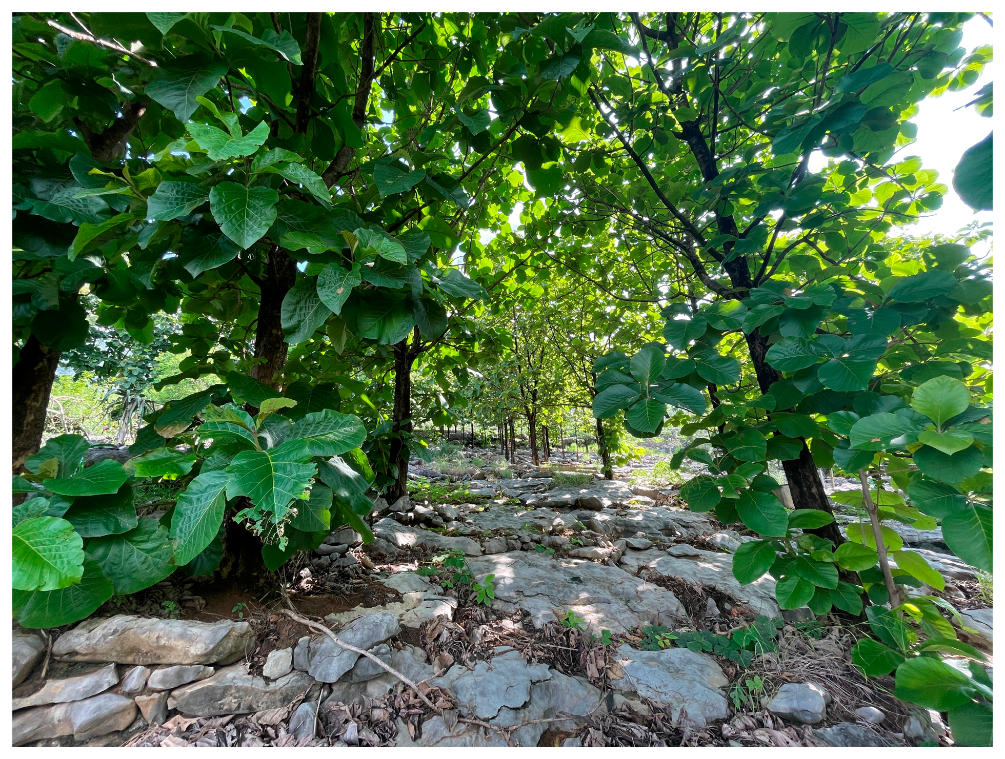 Forests 15 01632 g008