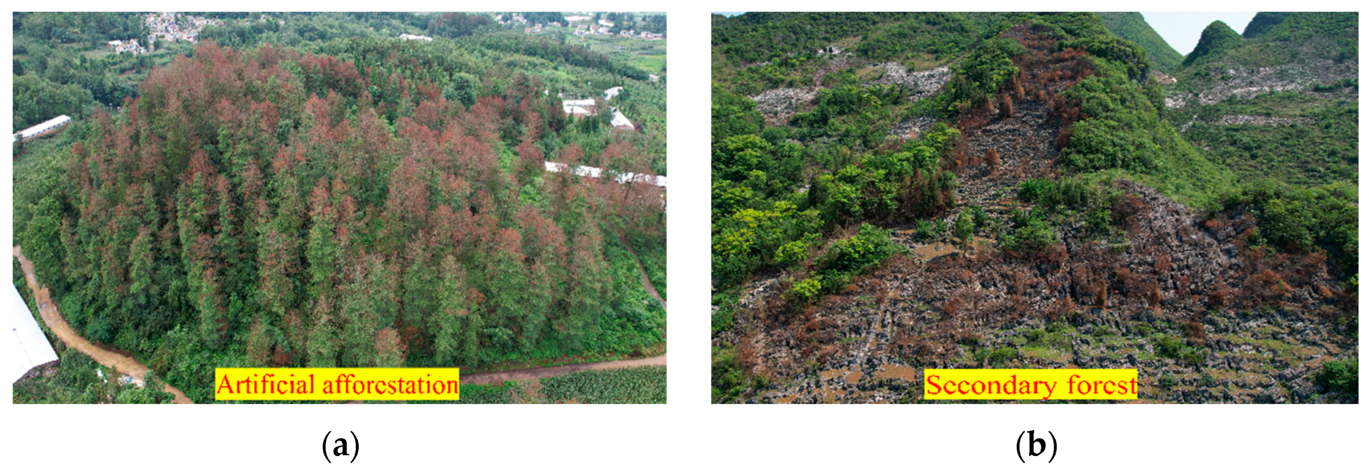 Forests 15 01632 g011