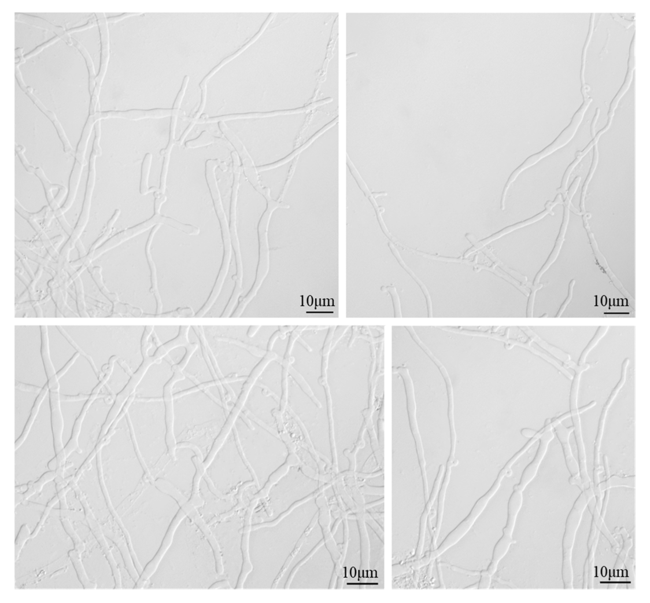 Forests 15 01673 g004