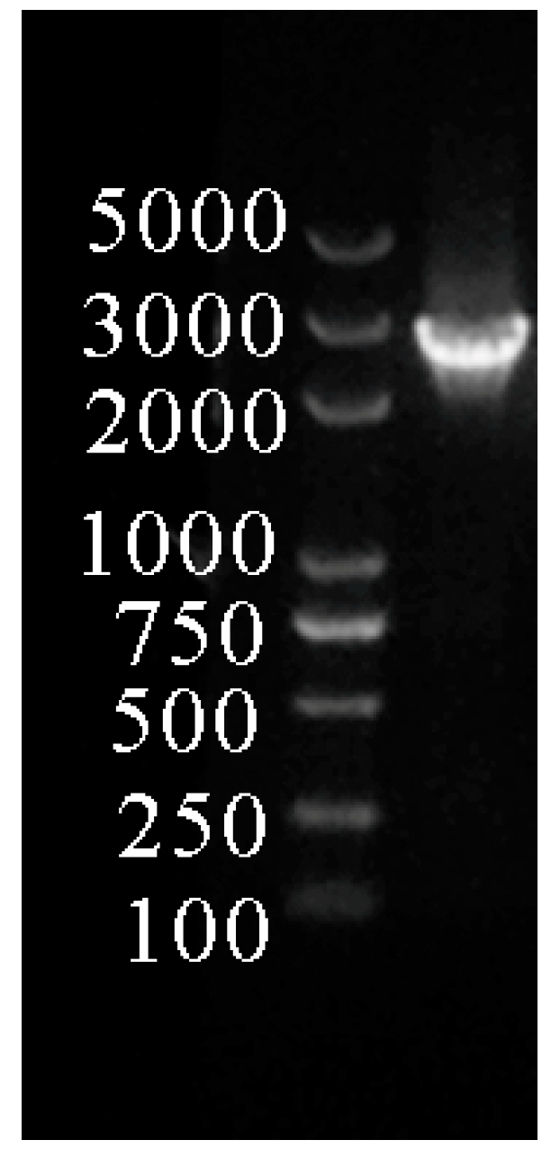 Forests 15 01705 g002