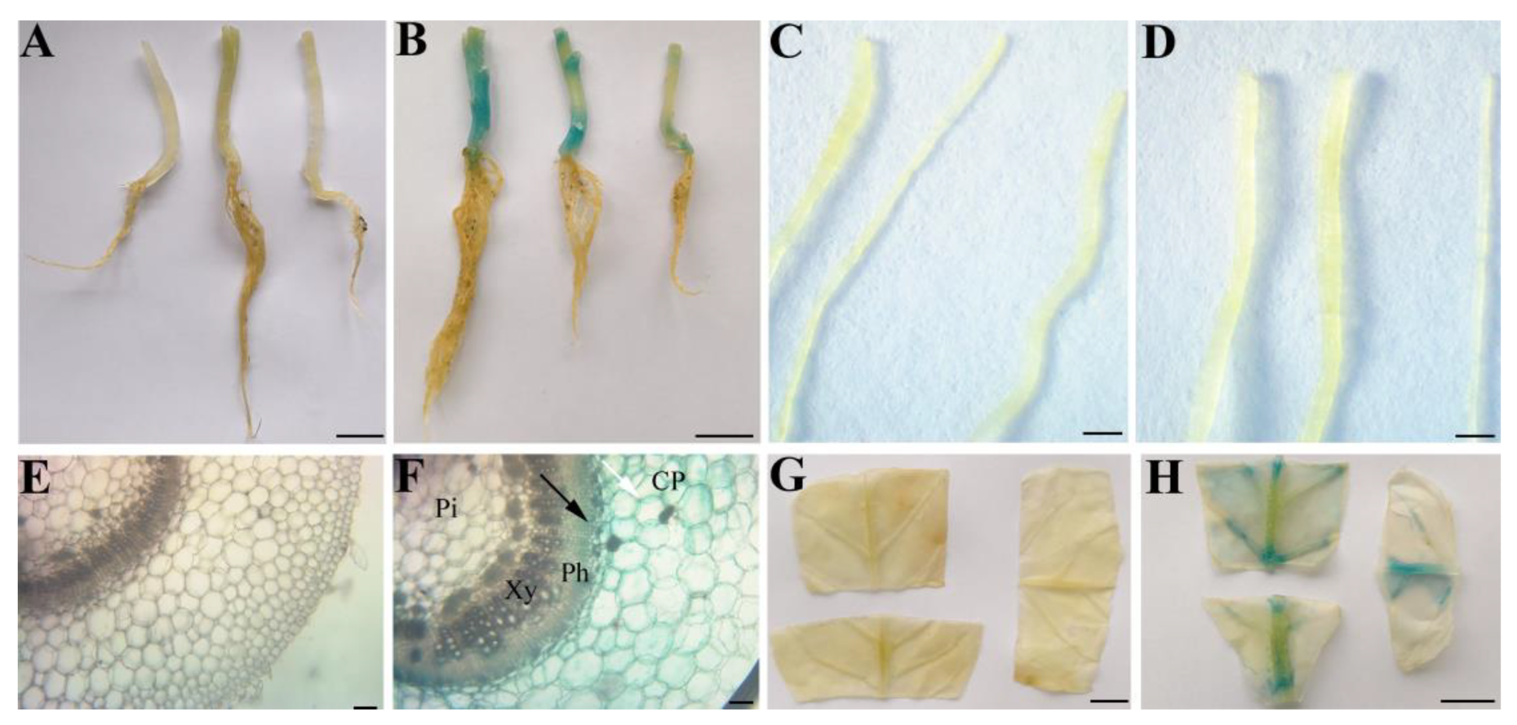 Forests 15 01705 g005