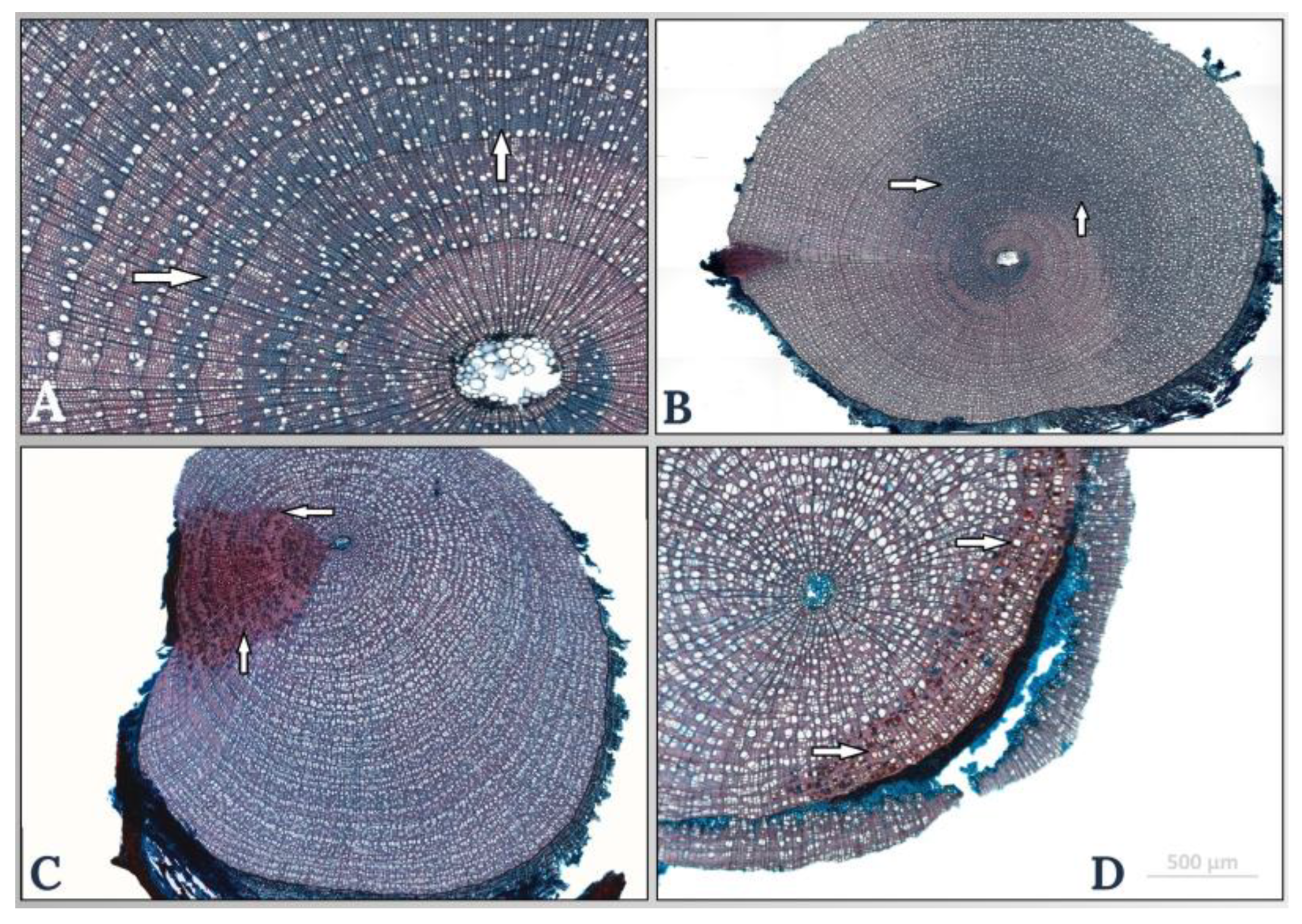 Forests 15 01707 g003