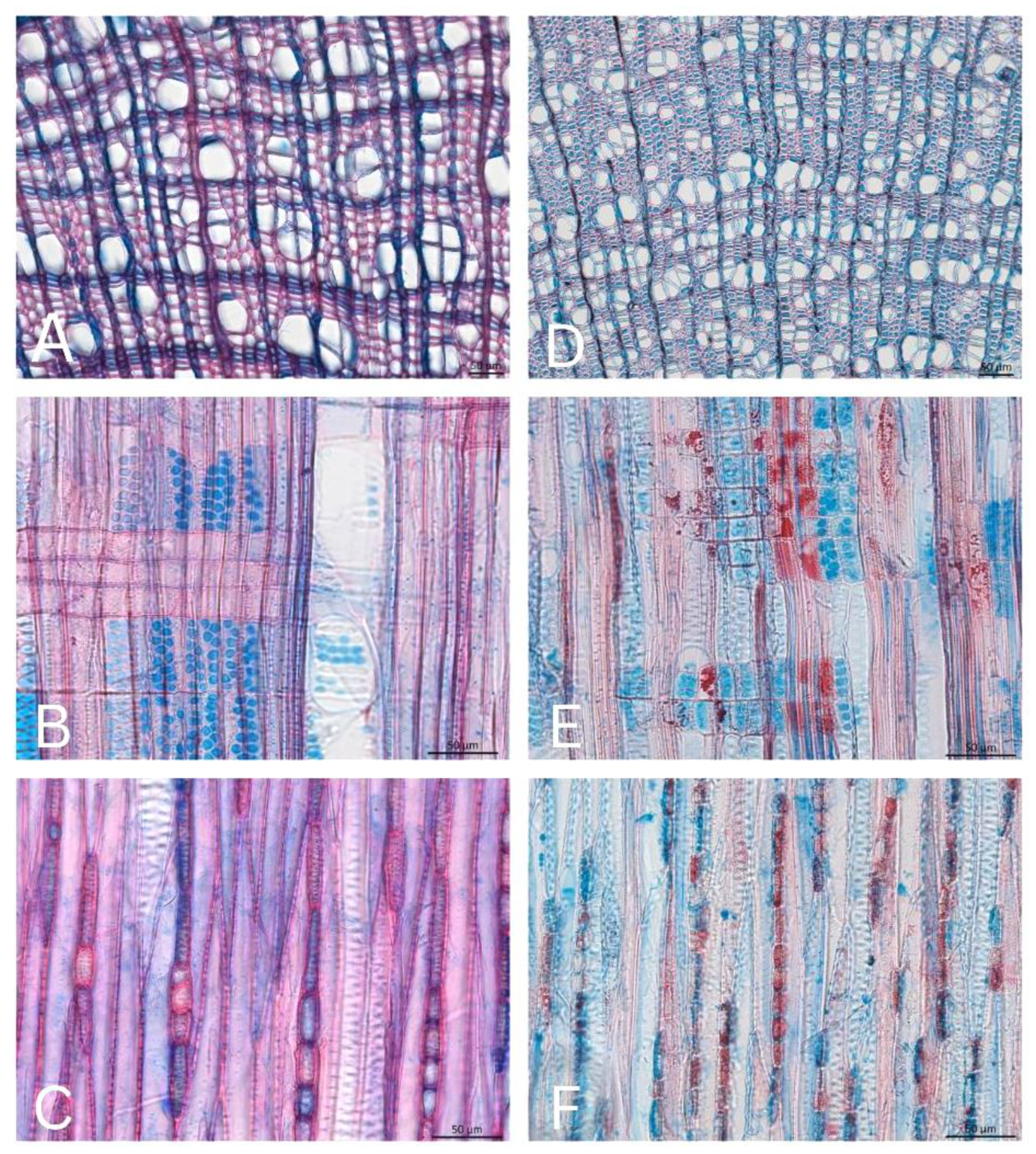 Forests 15 01707 g005