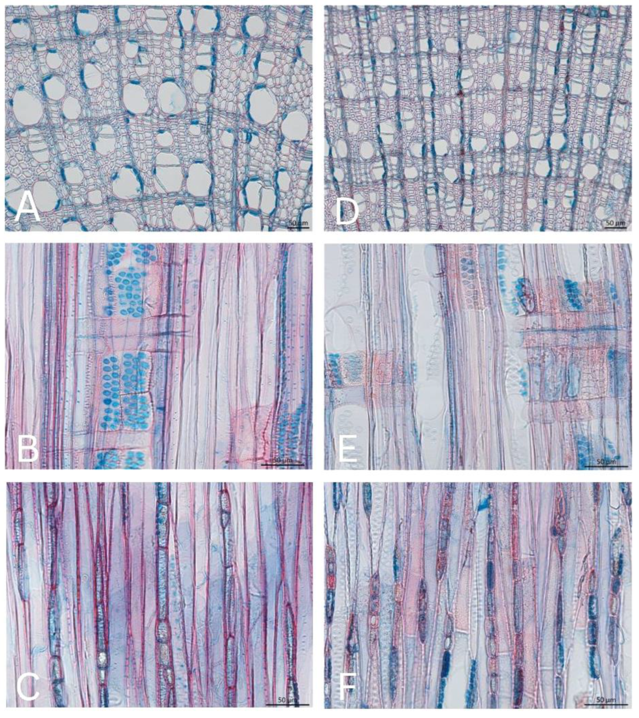 Forests 15 01707 g006