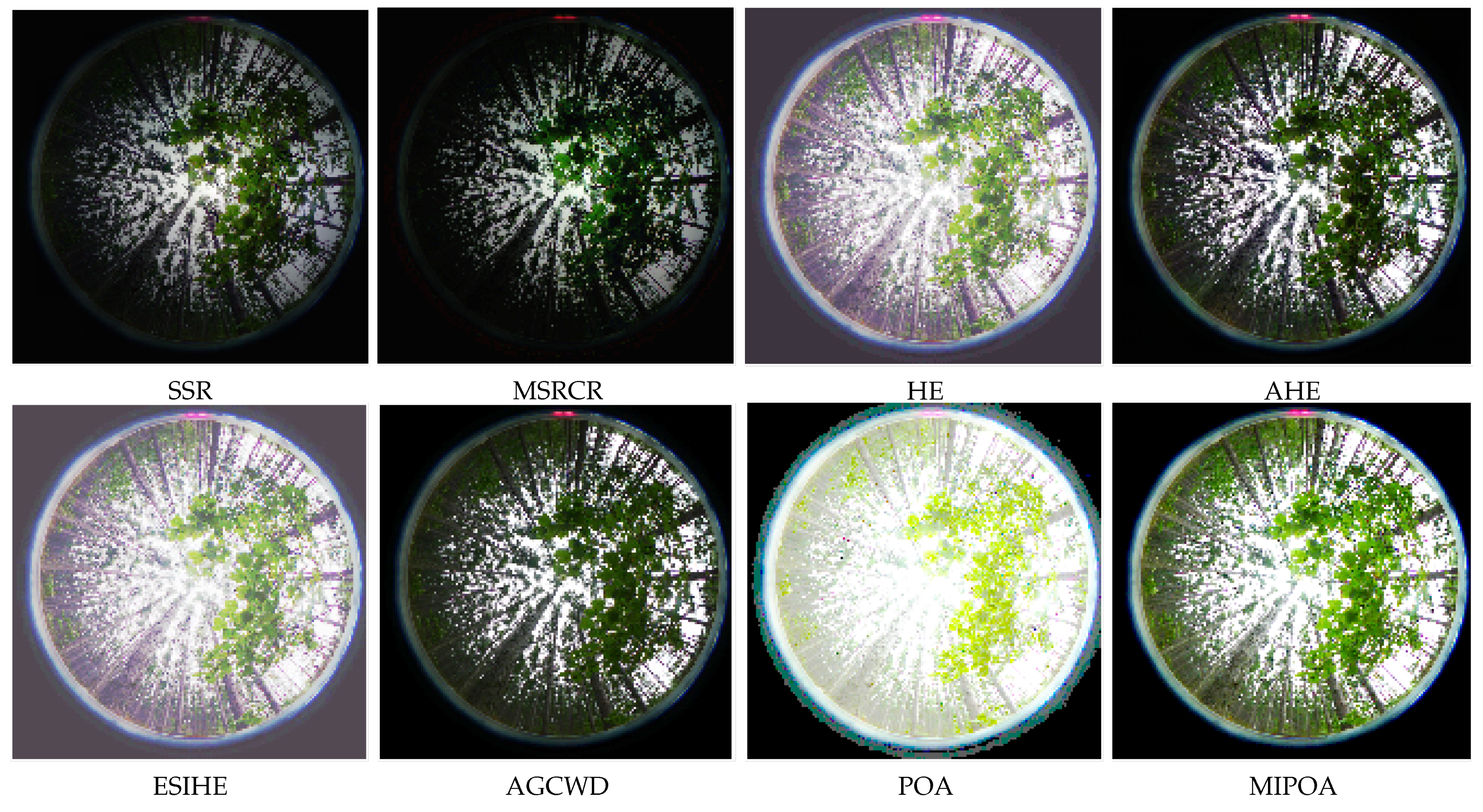 Forests 15 01783 g012
