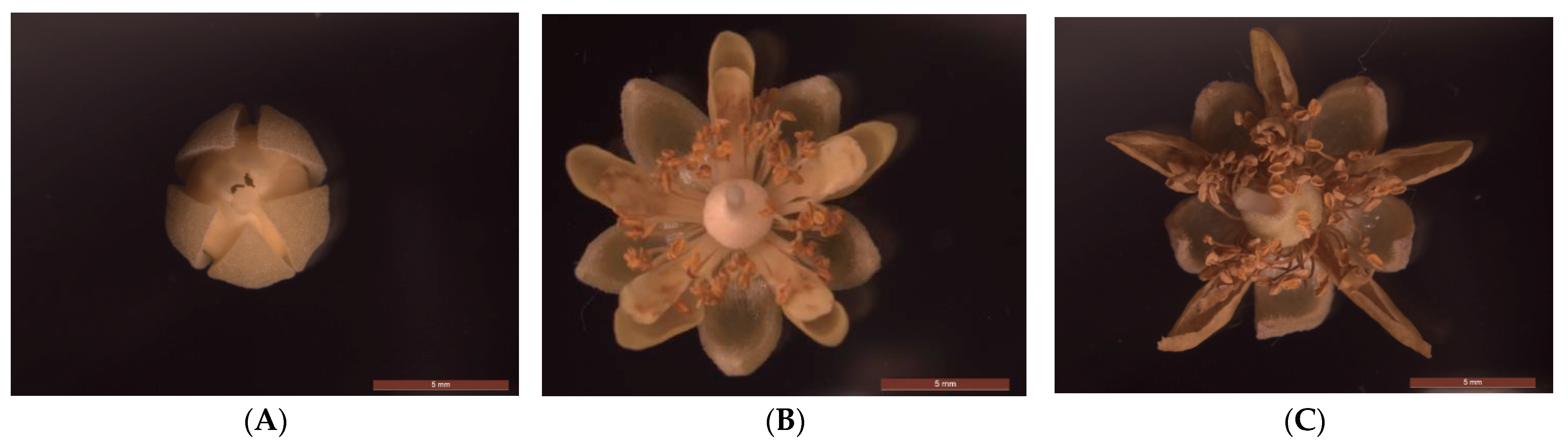 Forests 15 01795 g001 Forests 15 01795 g001