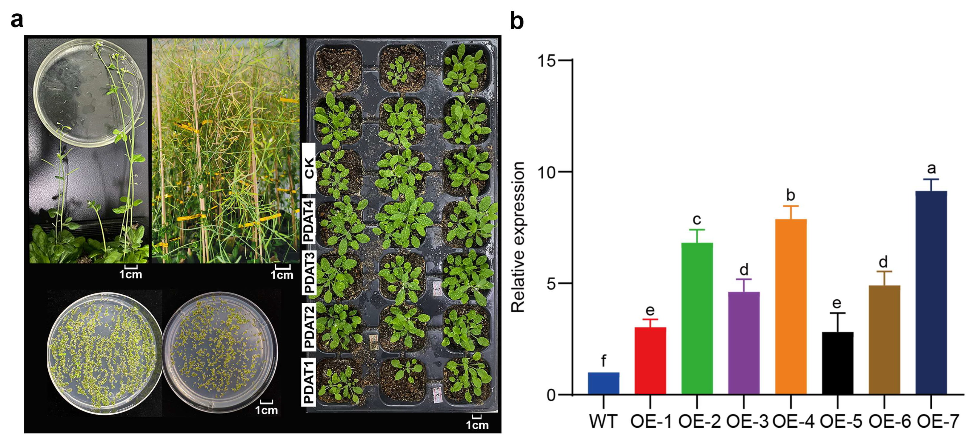 Forests 15 01822 g003