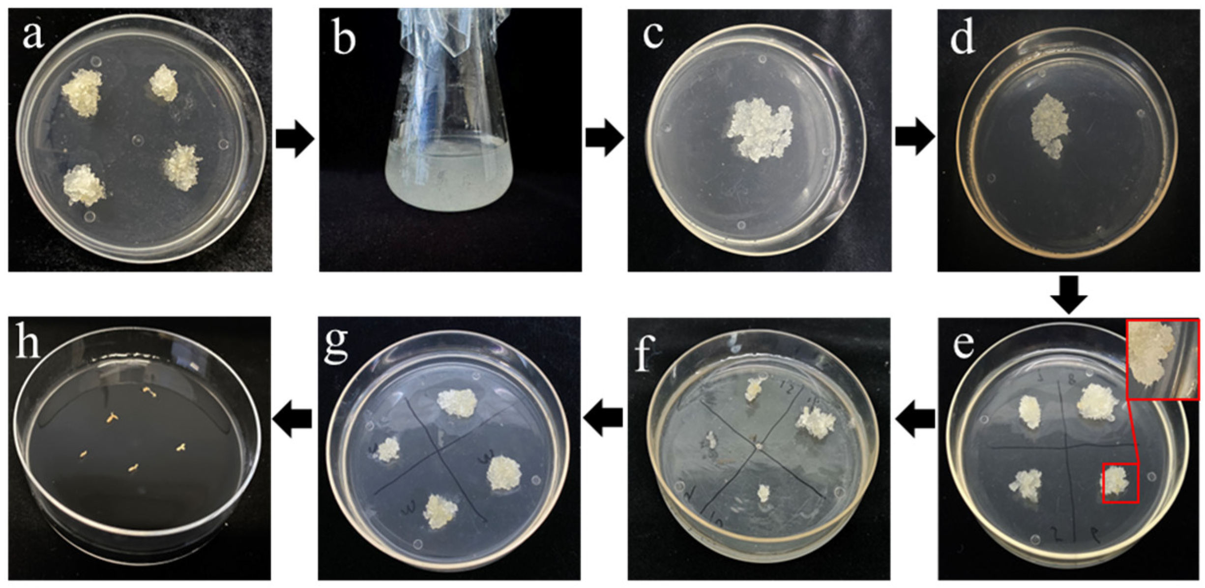 Forests 15 02058 g002 Forests 15 02058 g002