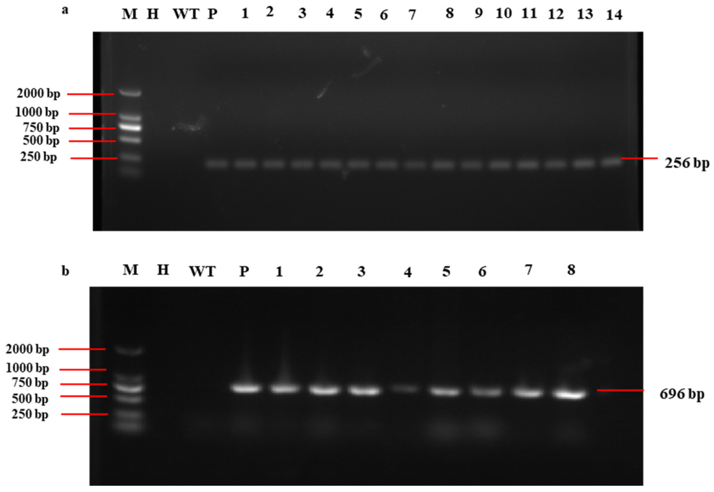 Forests 15 02058 g006 Forests 15 02058 g006