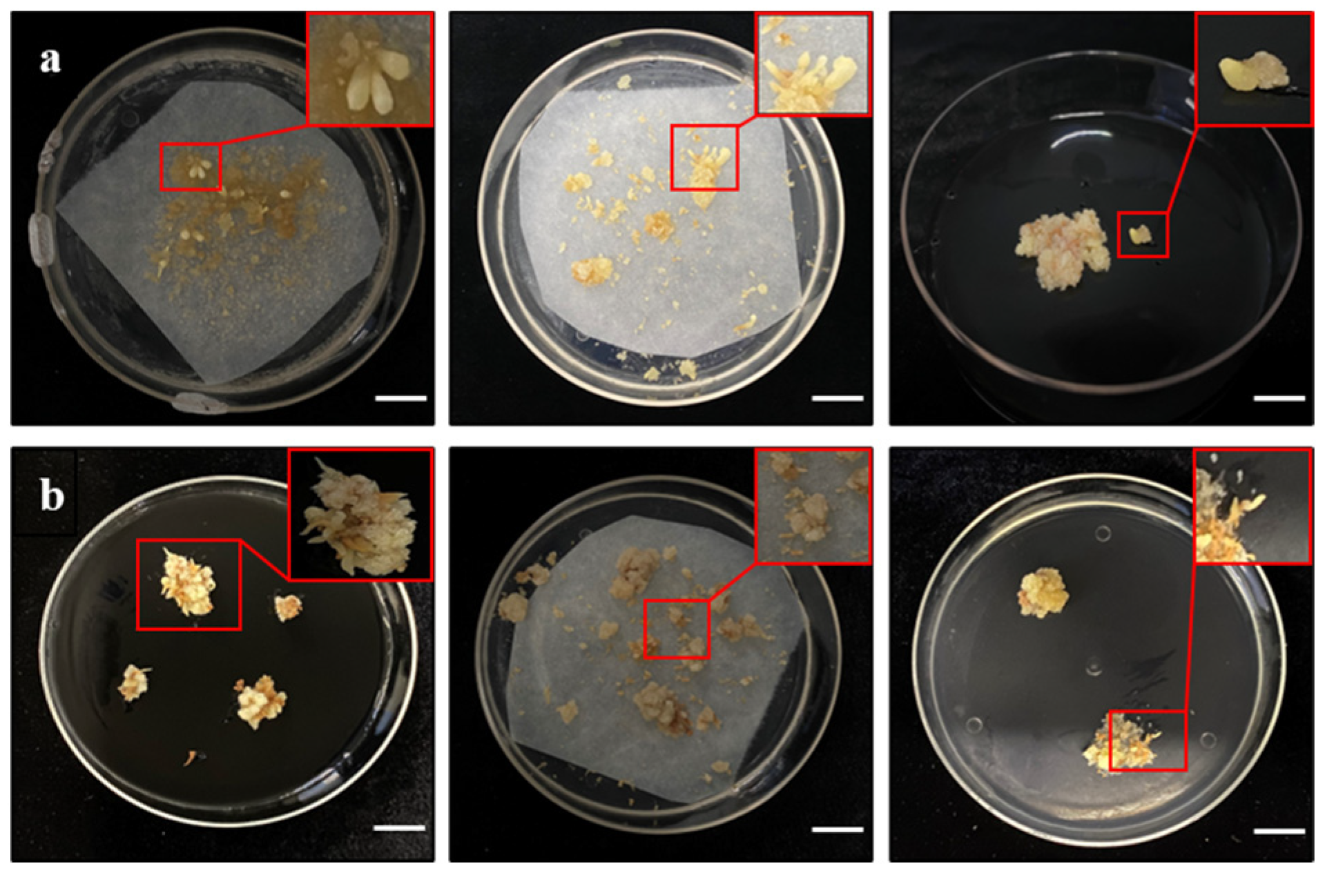 Forests 15 02058 g007 Forests 15 02058 g007