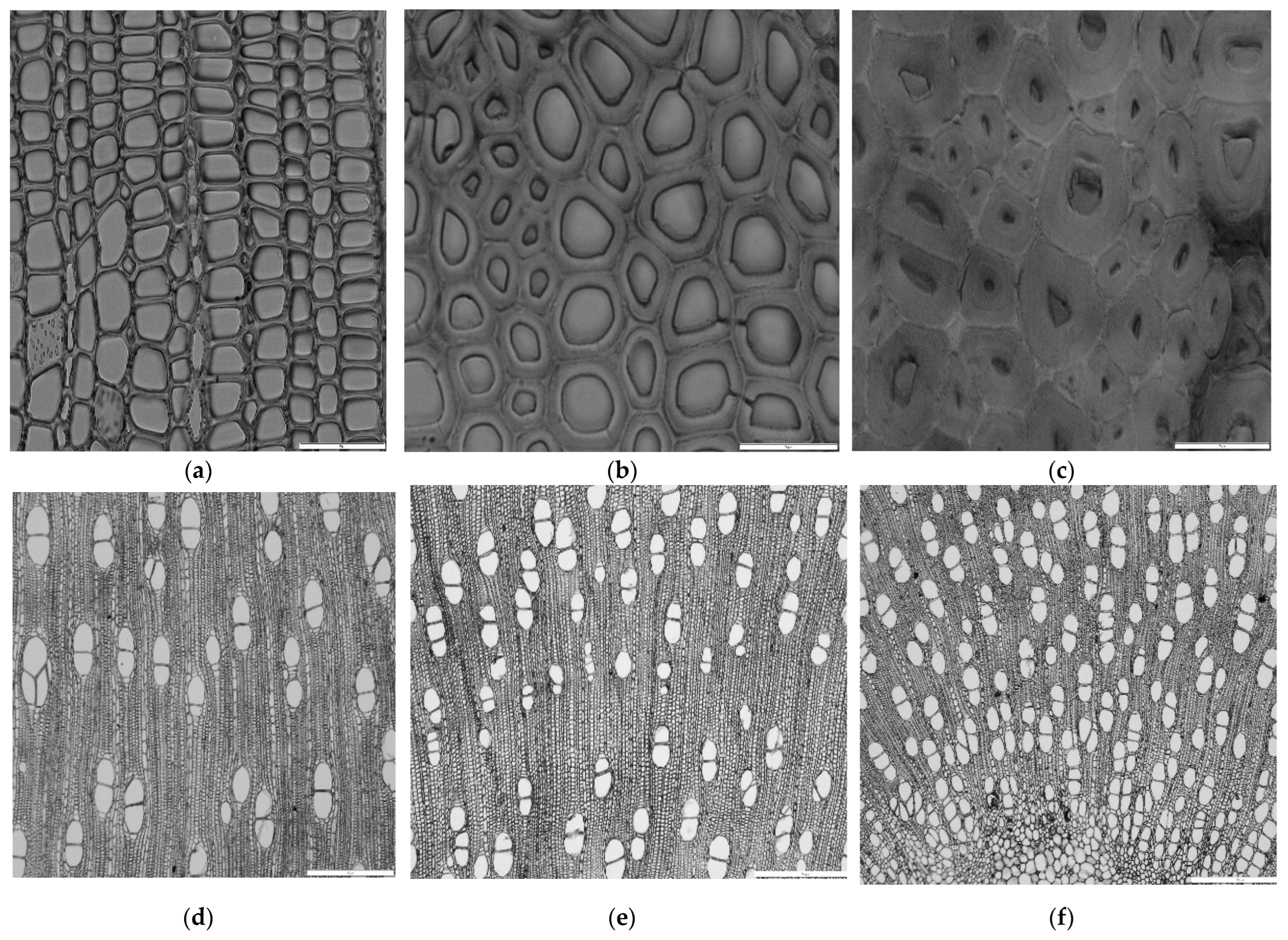 Forests 16 00033 g0a1a Forests 16 00033 g0a1a