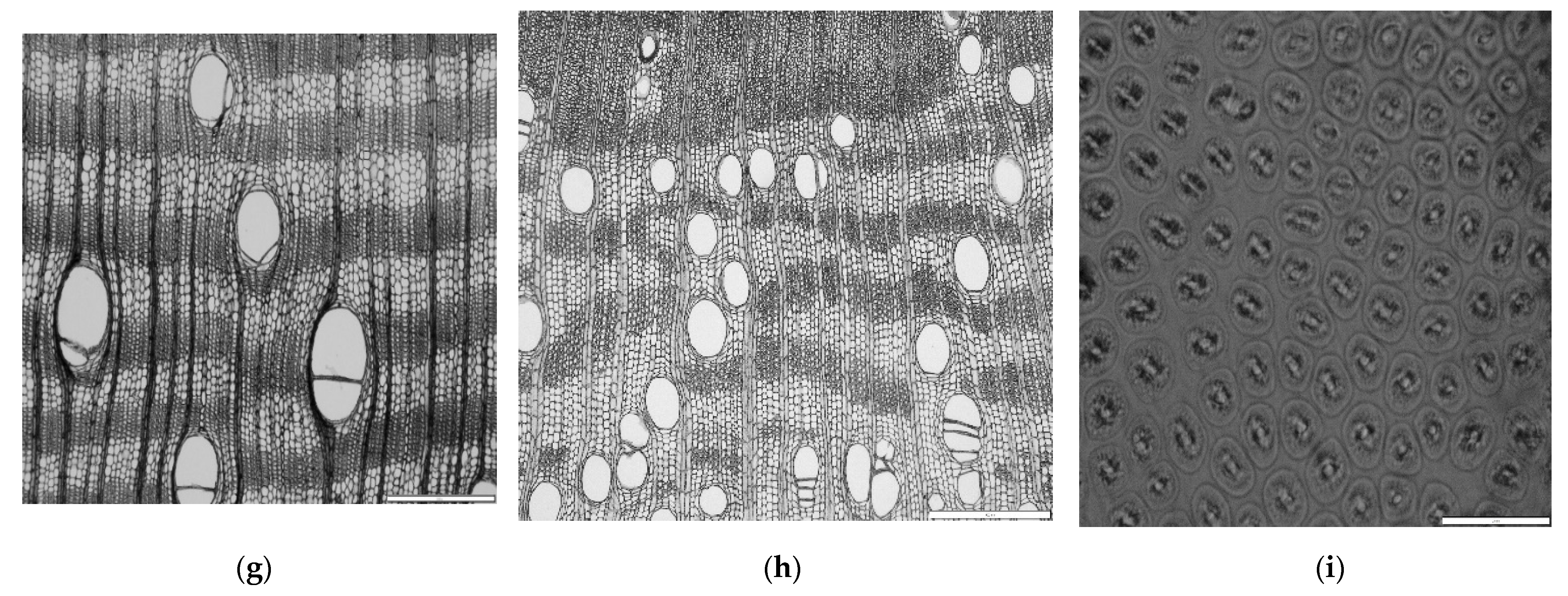 Forests 16 00033 g0a1b Forests 16 00033 g0a1b