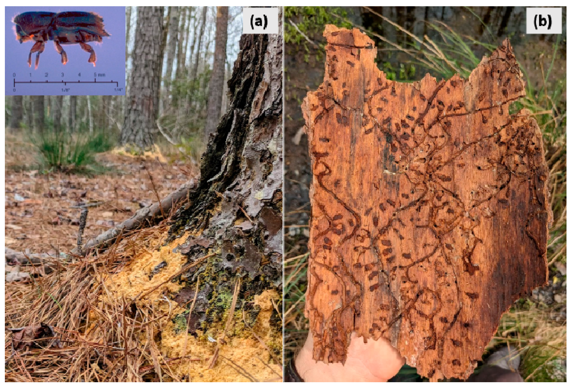 Forests 16 00039 g005