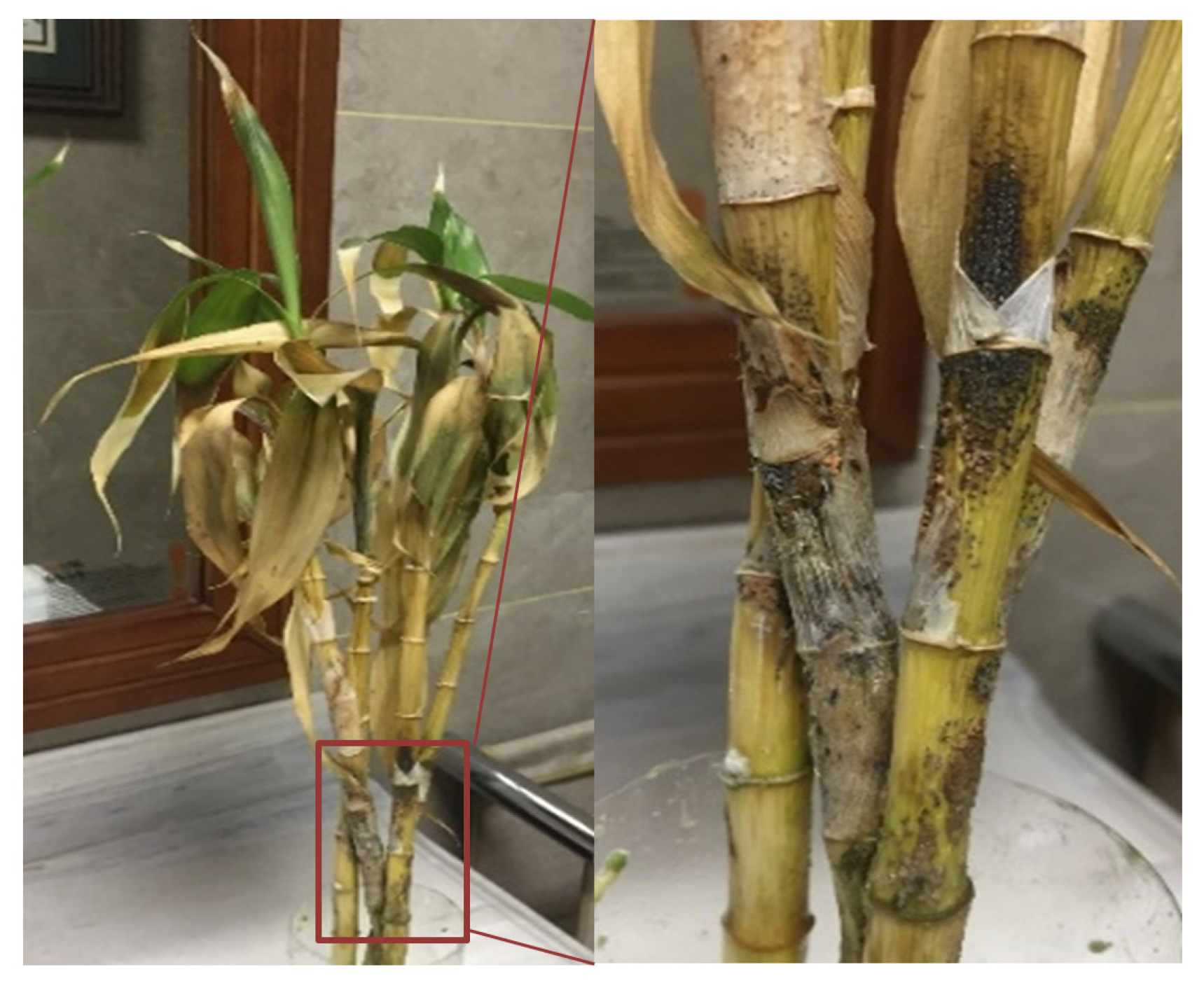 Forests 16 00128 g001