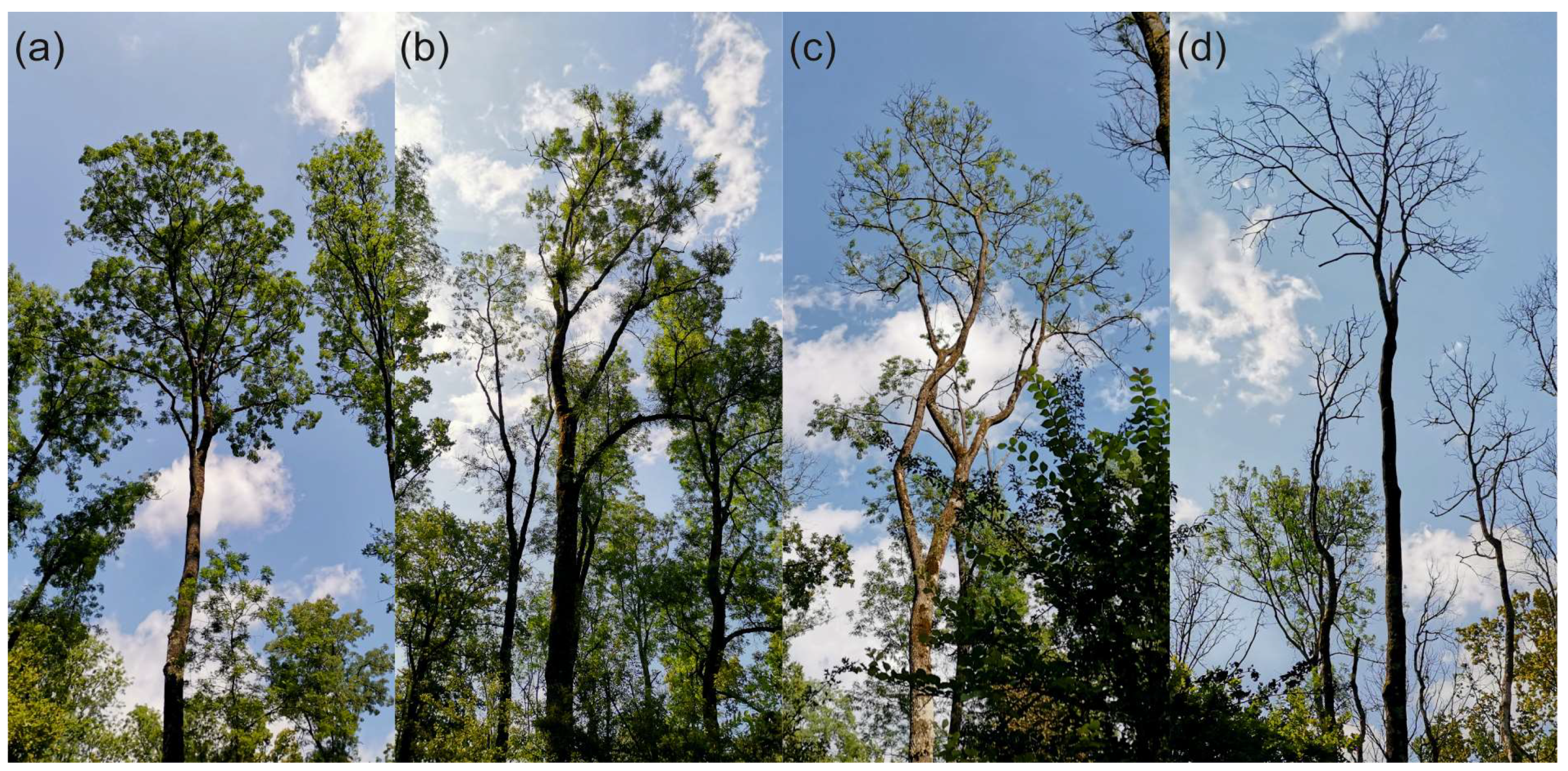 Forests 16 00147 g001 Forests 16 00147 g001