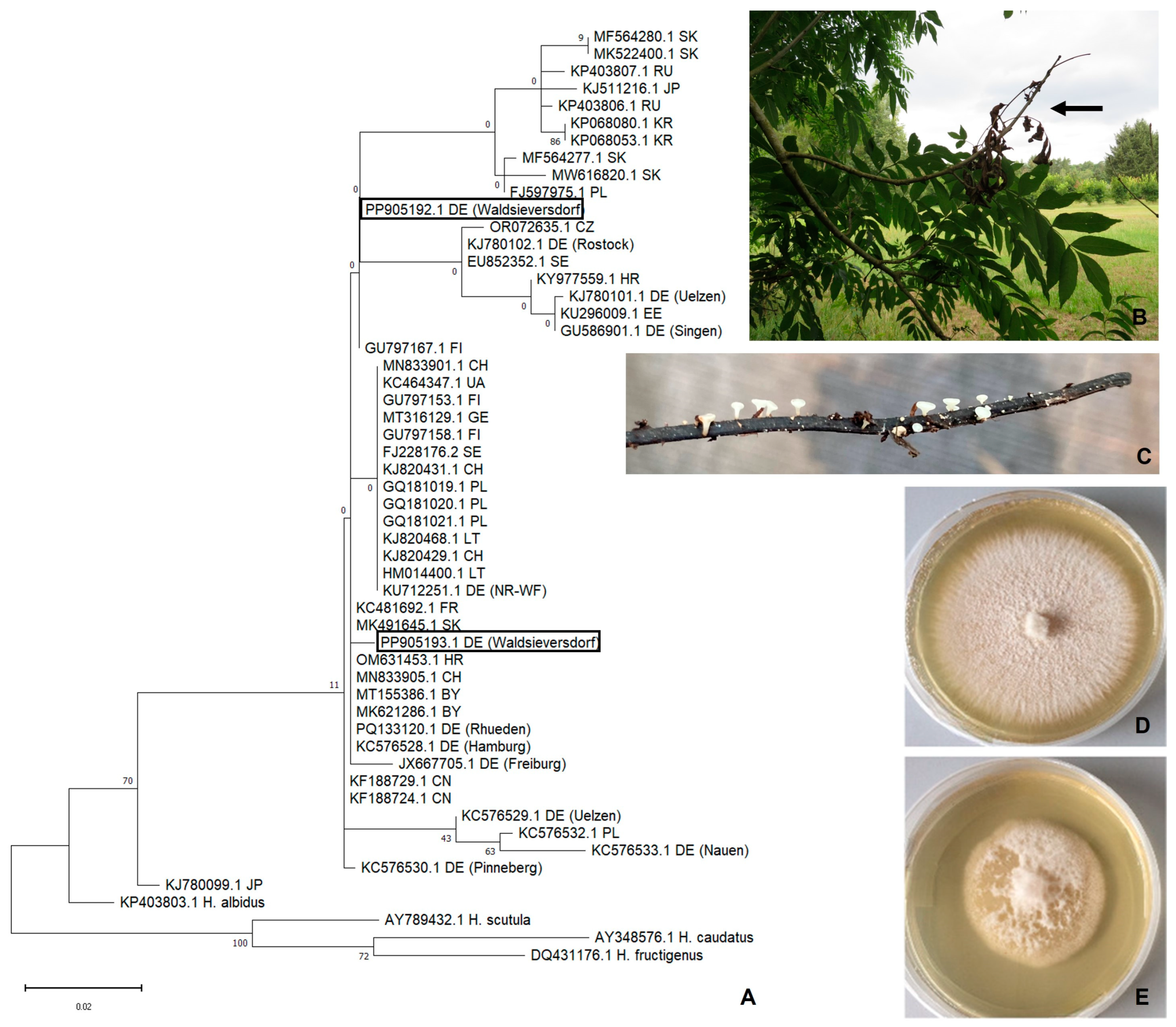 Forests 16 00149 g001