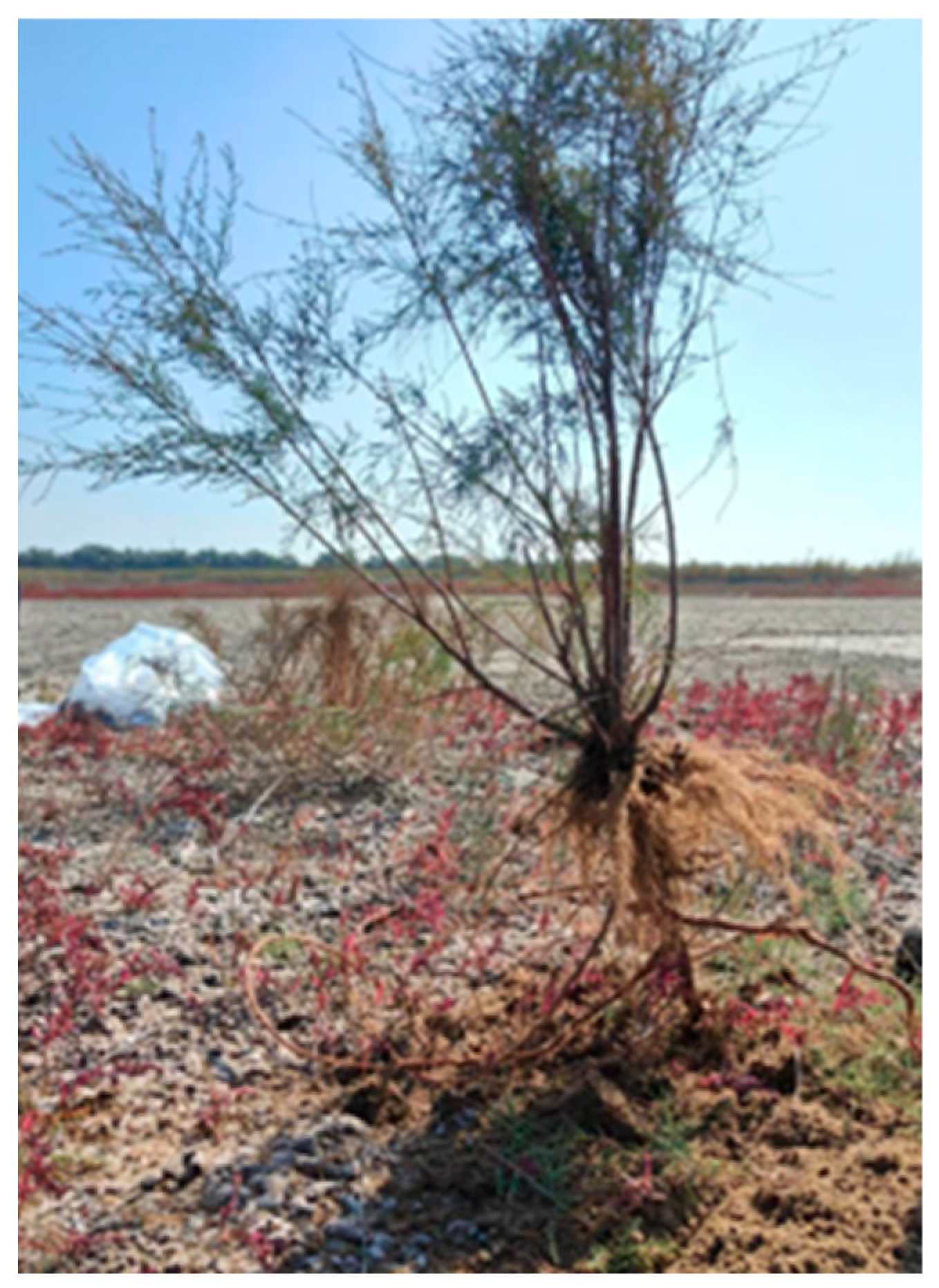 Forests 16 00169 g010