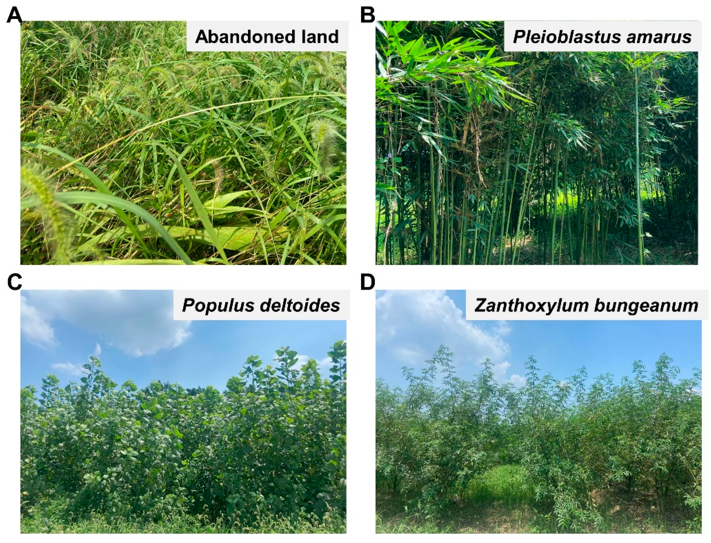 Forests 16 00362 g001