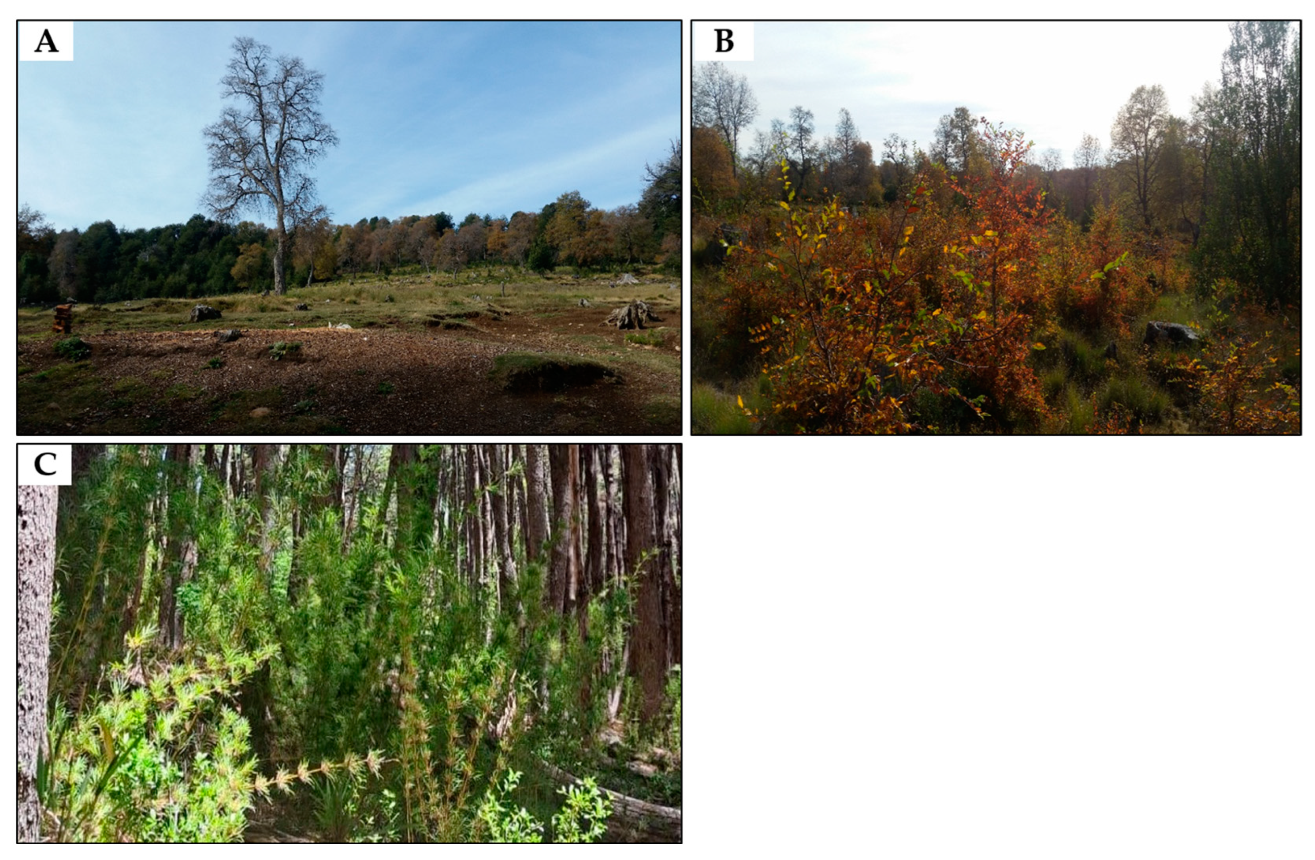 Forests 16 00456 g002