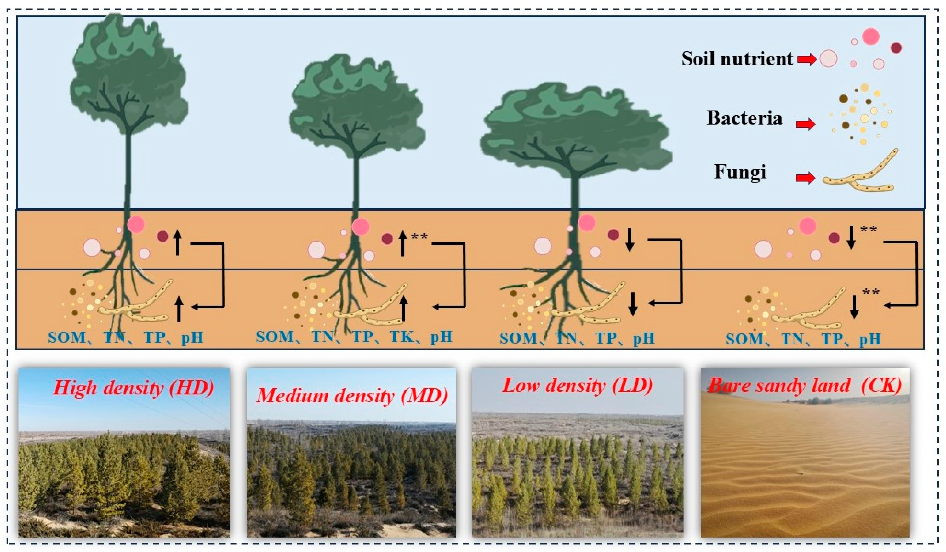 Forests 16 00547 g008