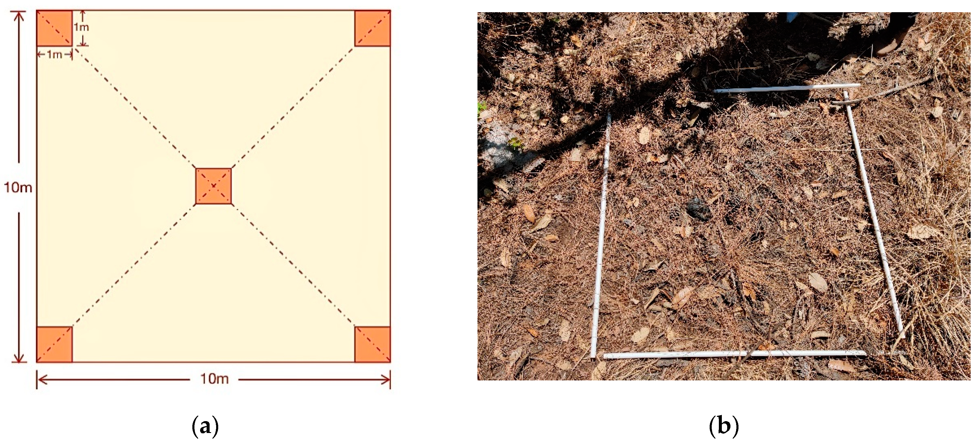 Forests 16 00548 g002