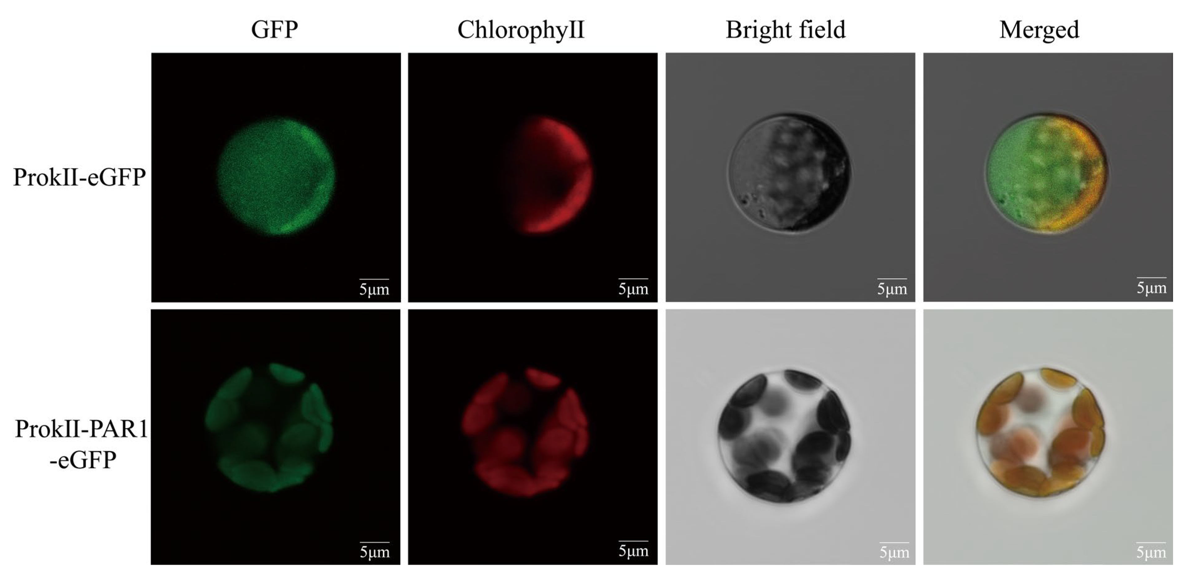 Forests 16 00630 g008