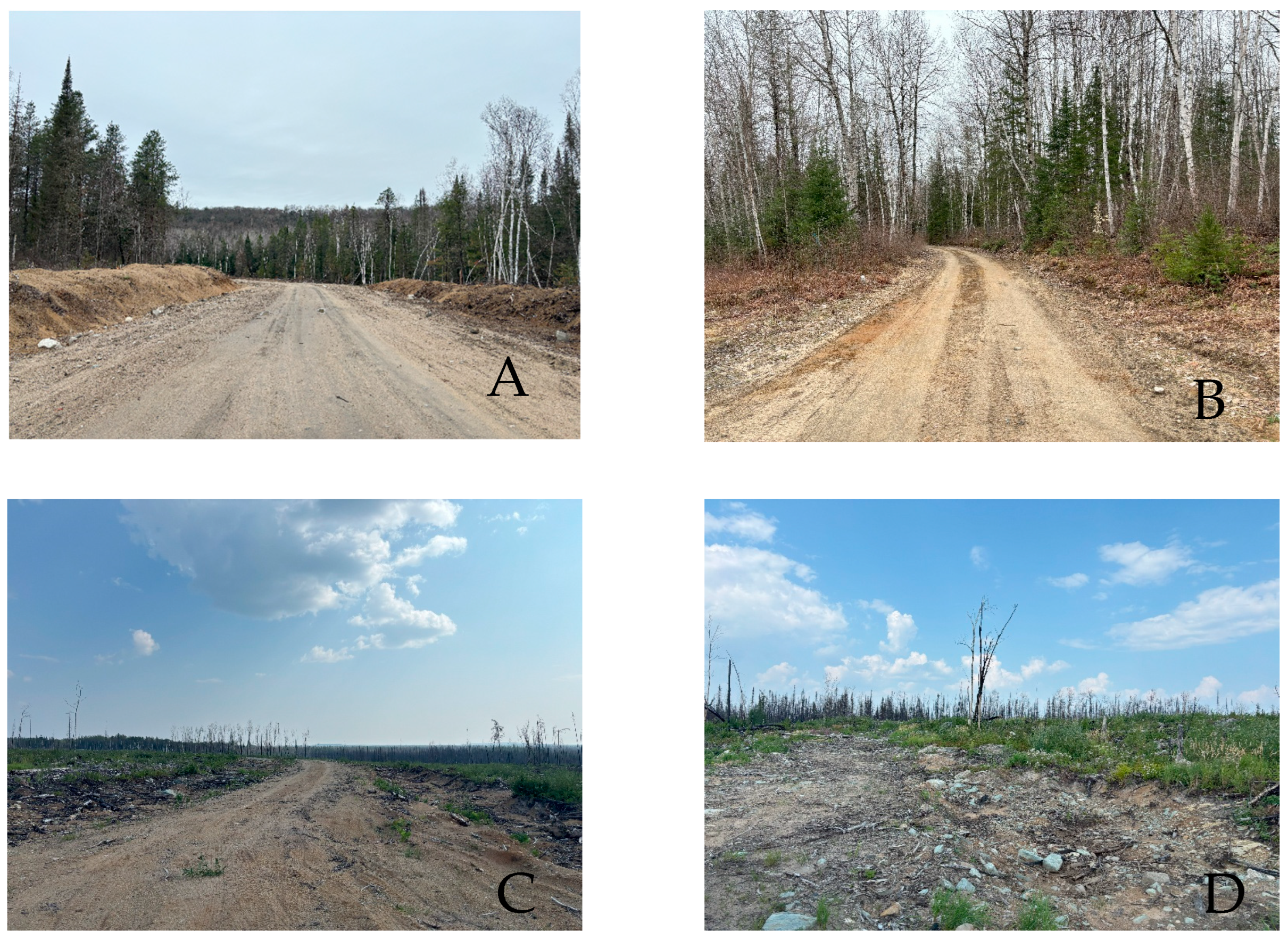 Forests 16 00688 g003