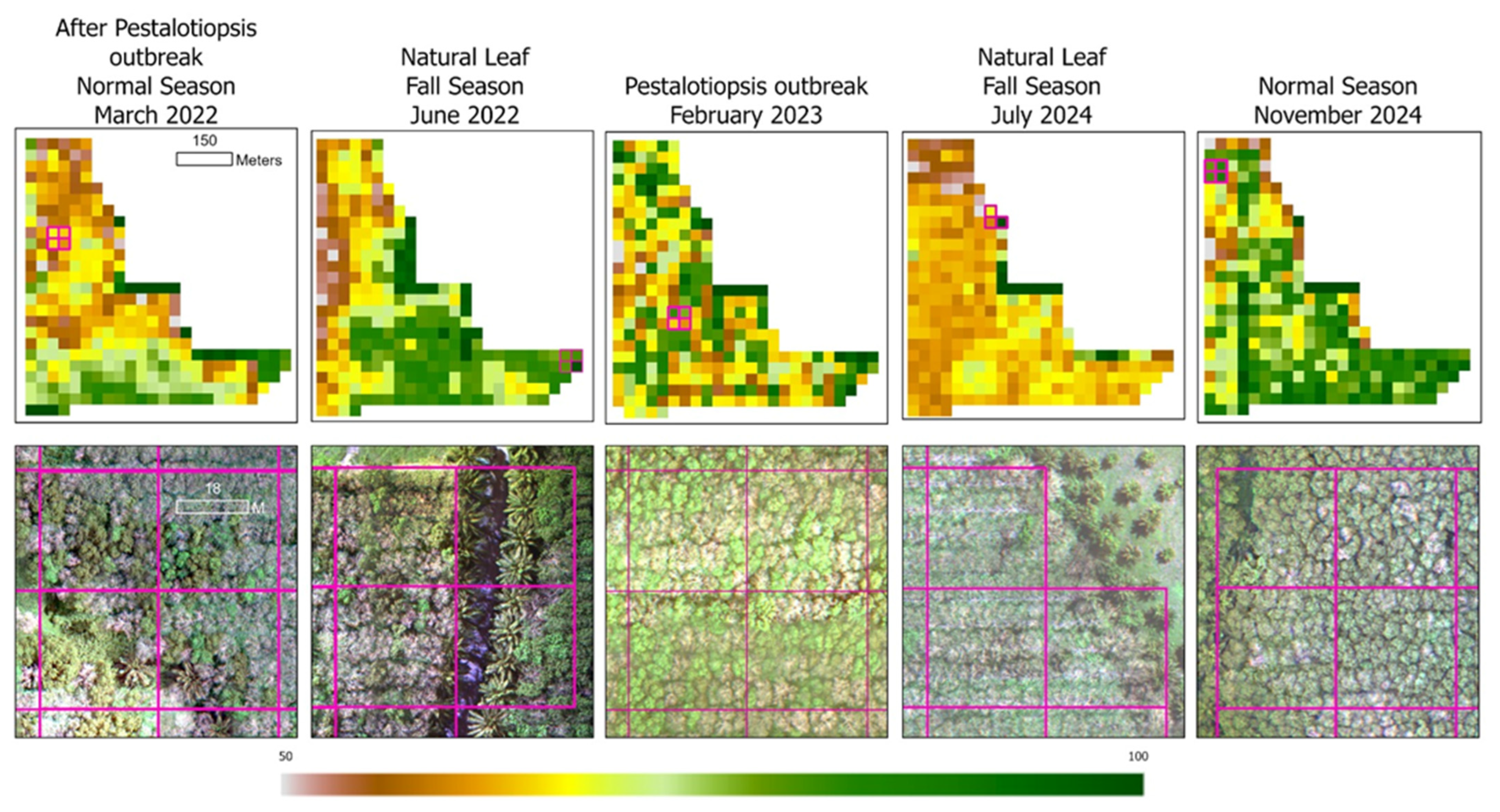 Forests 16 00717 g006