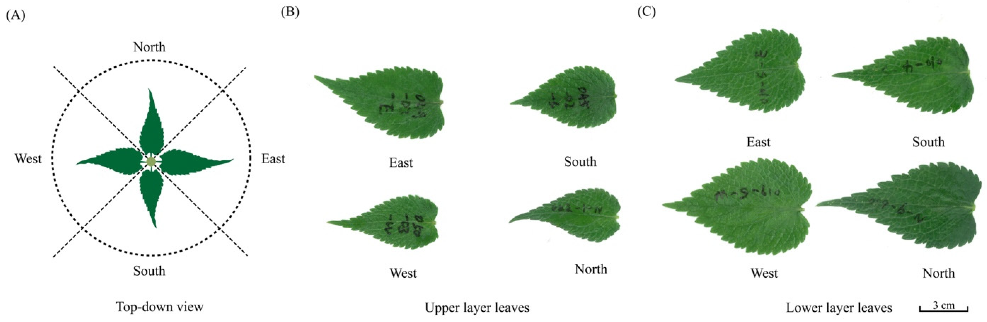 Forests 16 00724 g001
