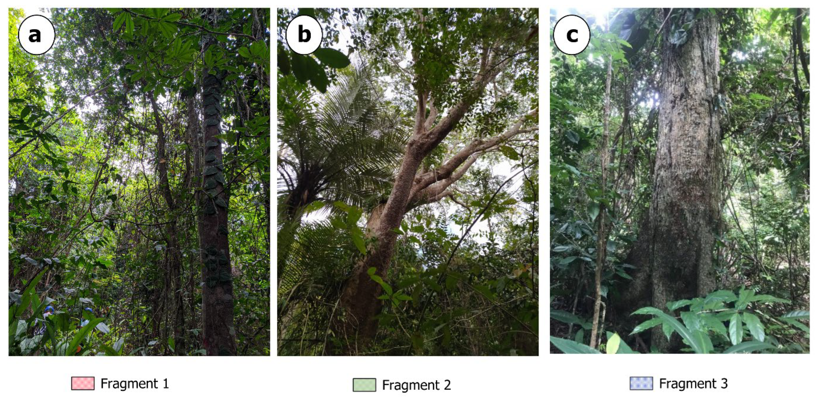 Forests 16 01169 g002 Forests 16 01169 g002